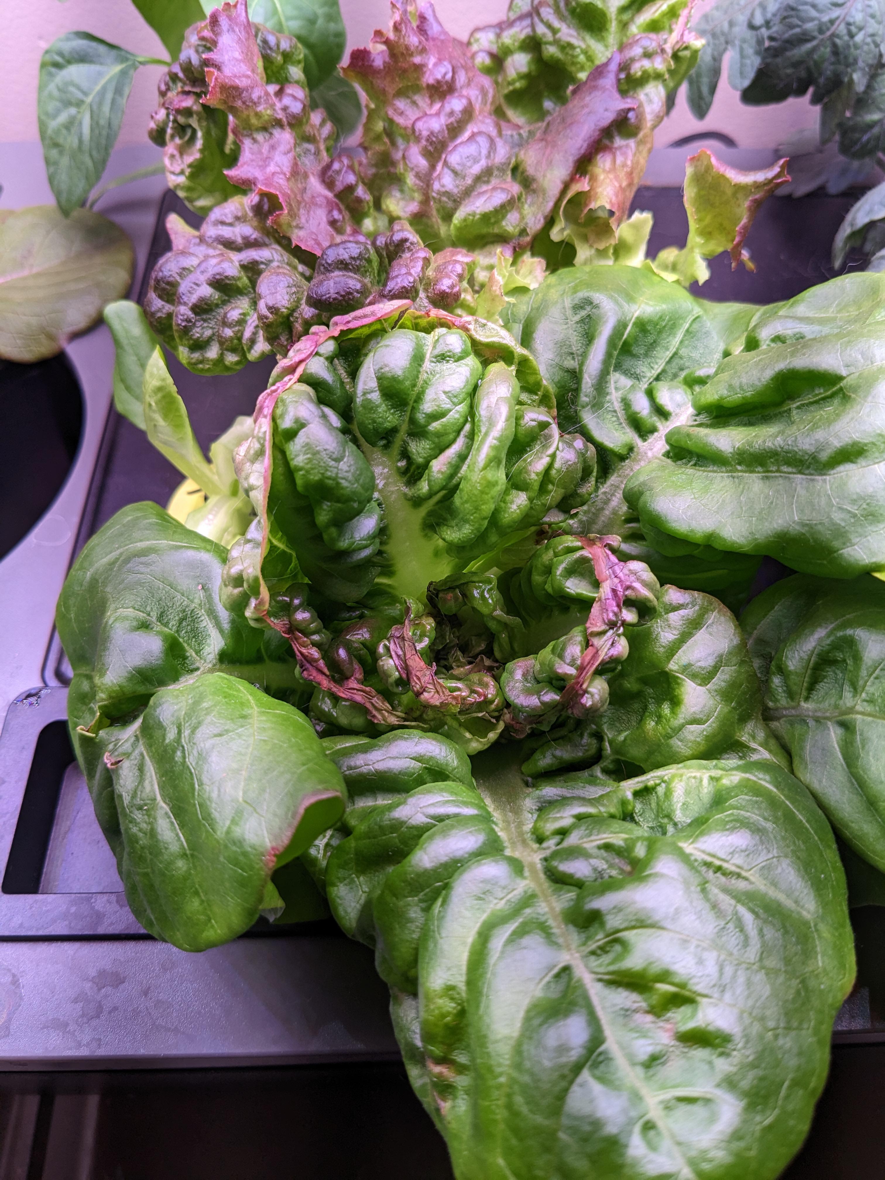 Any idea why my lettuce leaves are curling and browning? r/aerogarden