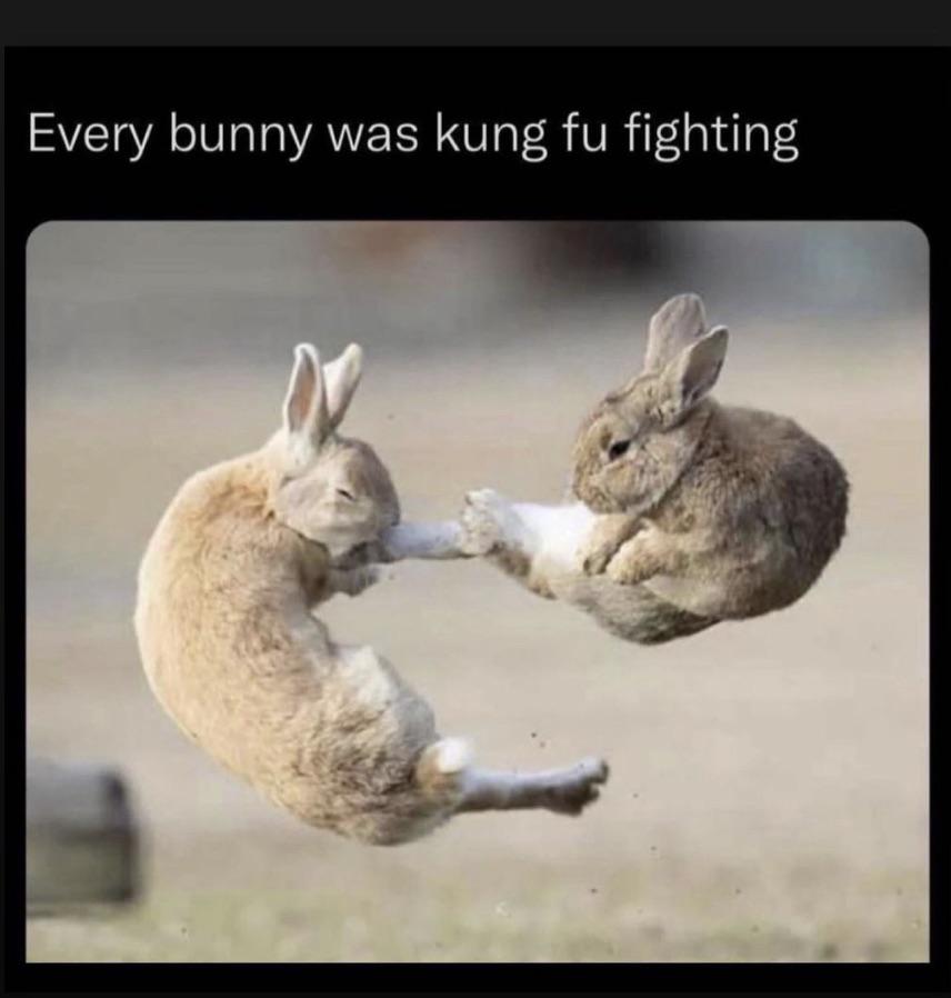 Every Bunny was Kung Fu Fighting r/Rabbits