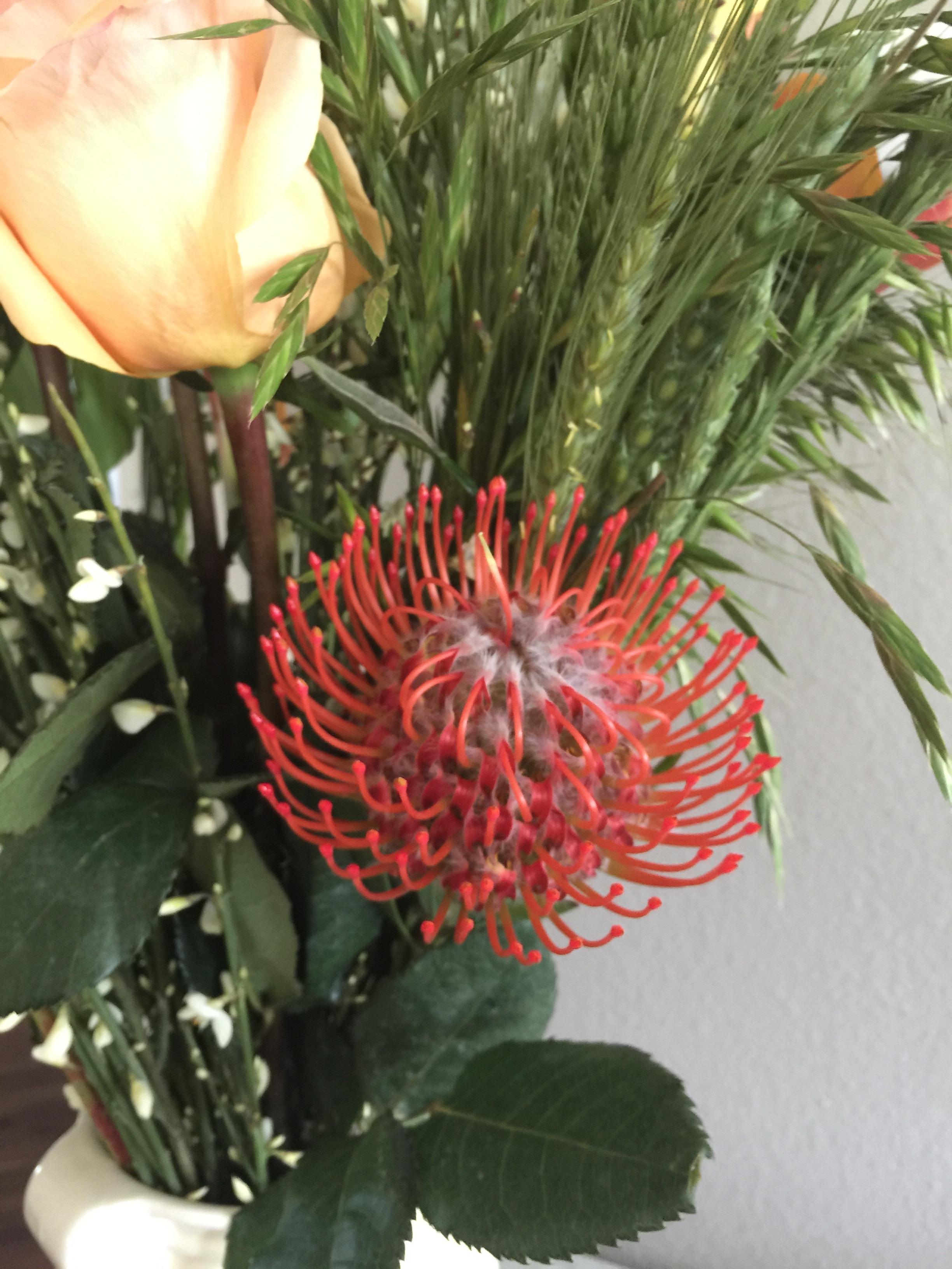 What kind of flower is this? r/flowers