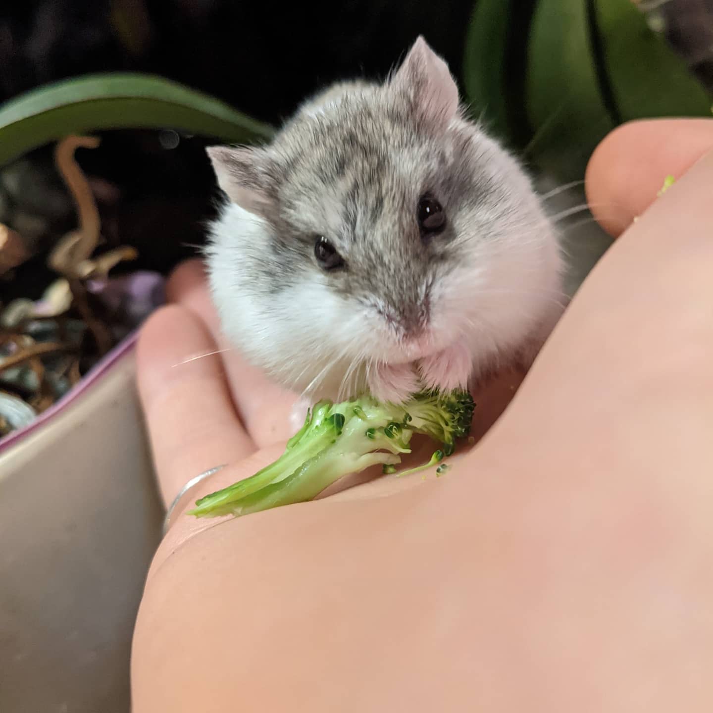 Broccoli is his favorite💕 r/hamsters