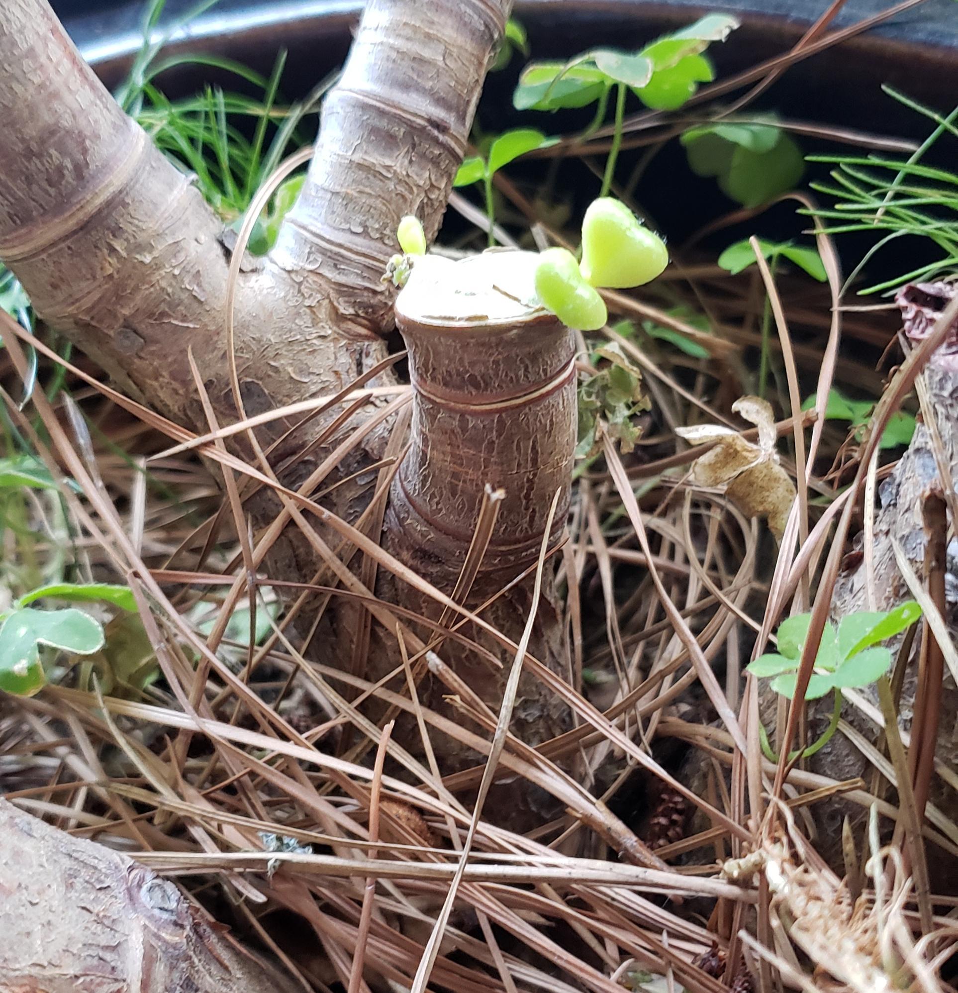 Jade Never Dies. r/gardening