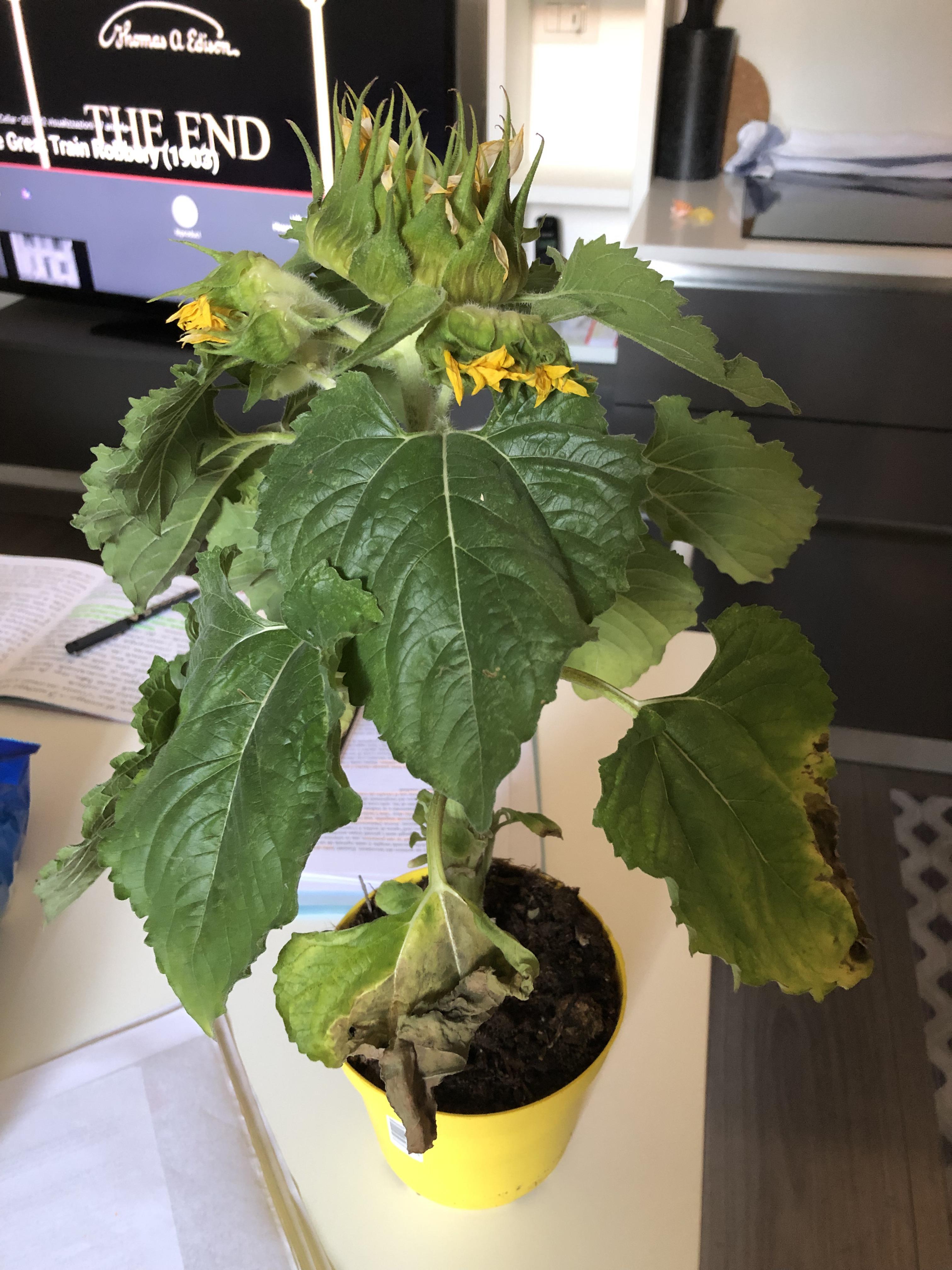 Hi! Sunflower losing its bottom leaves. They’re not yellowing, they