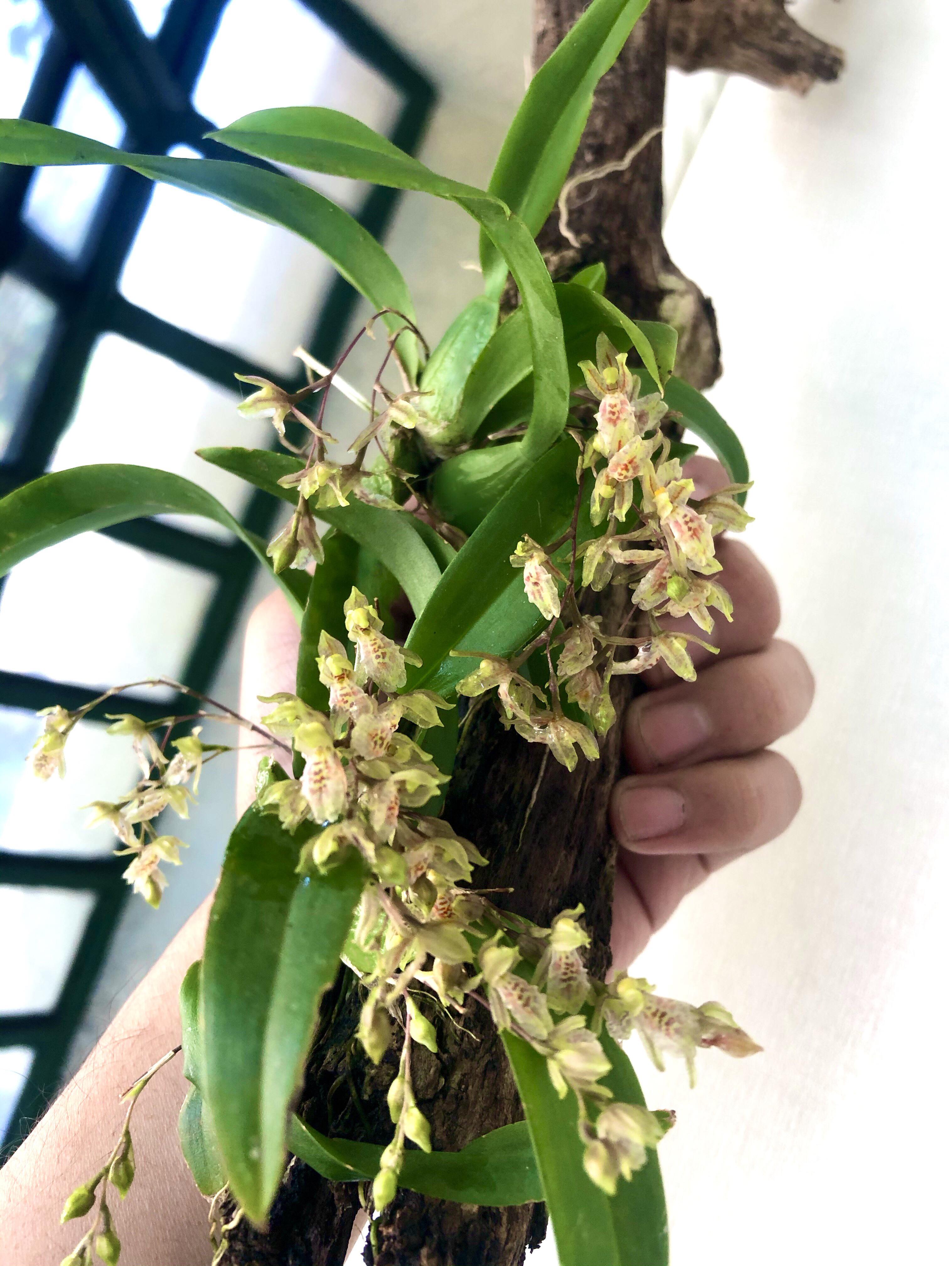 Almost 70 tiny flowers and buds that smell like vanilla 🥰 r/orchids