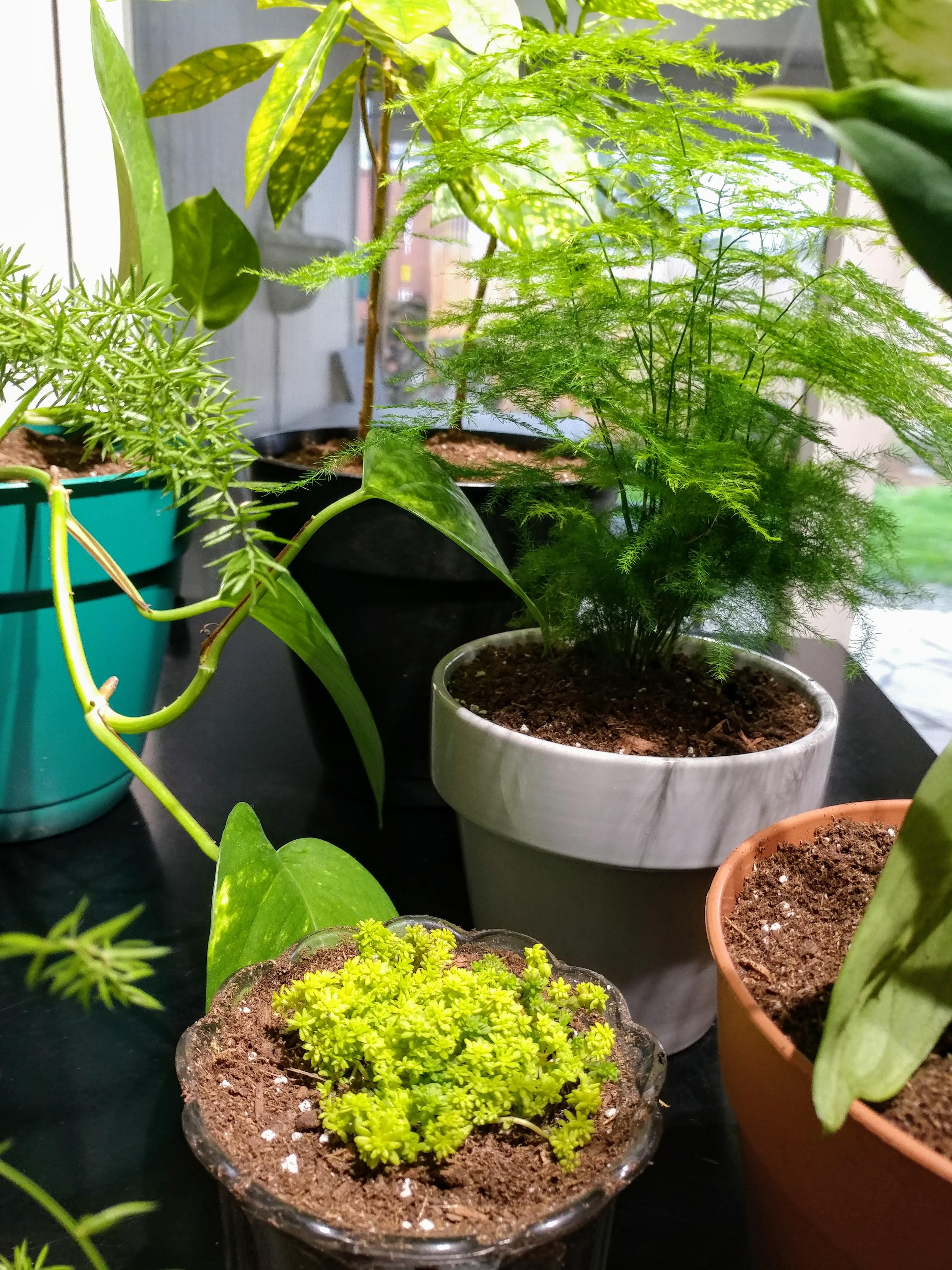 Got a few new cheap pots and repotted quite a few of em today. Long