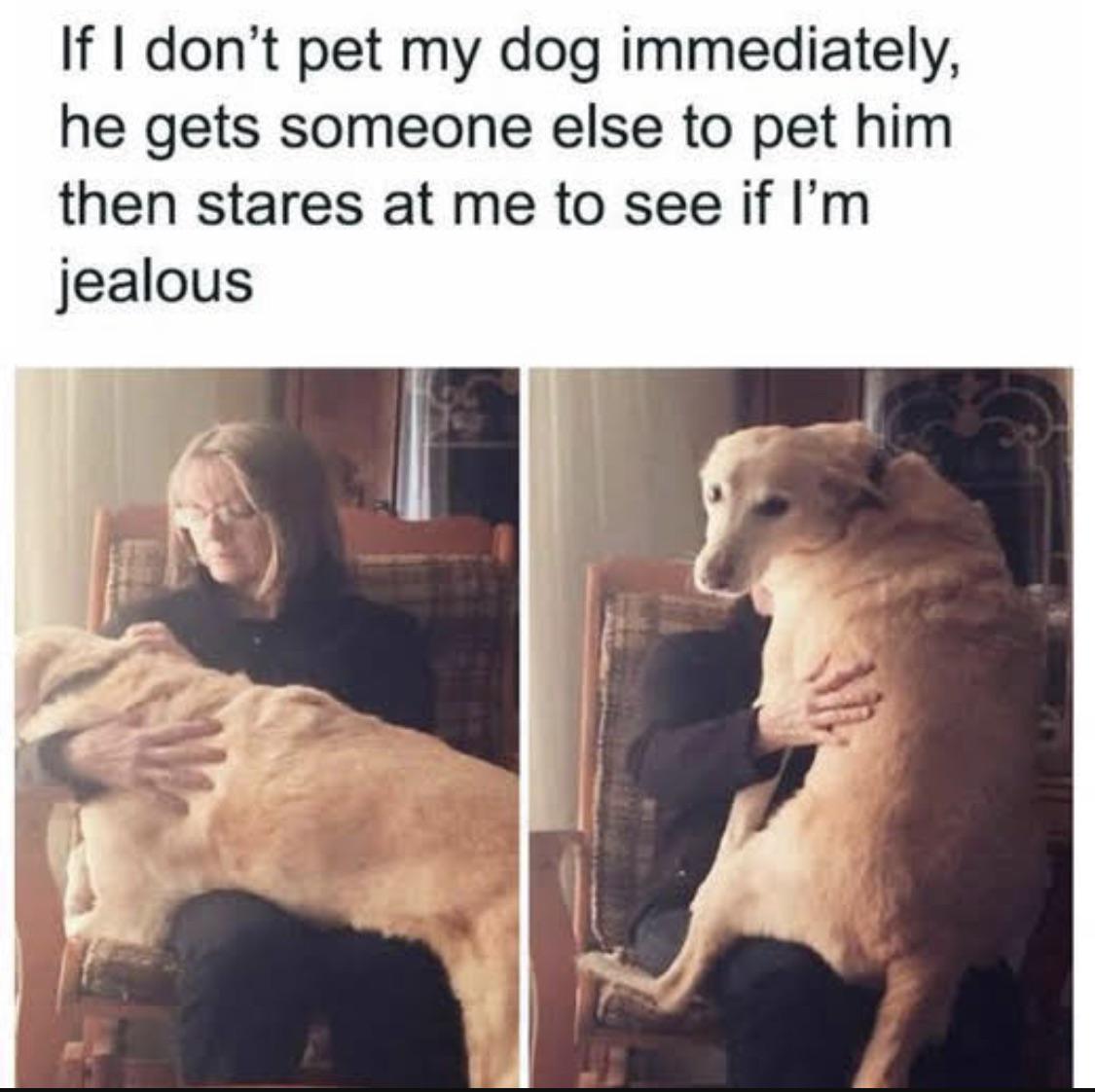 Dog knows how to play the game r/FunnyAnimals