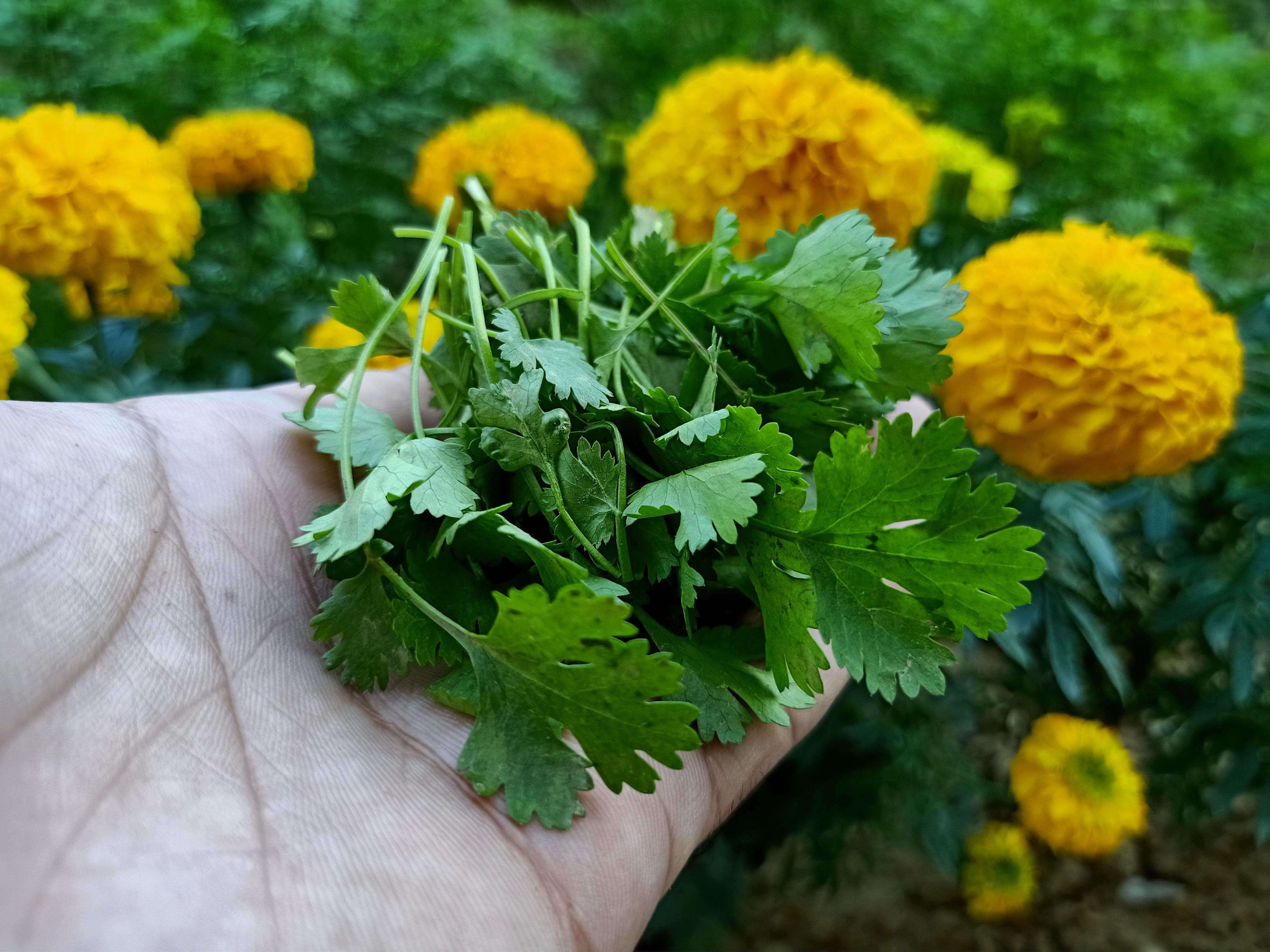 My homegrown coriander smells like heaven!!! r/vegetablegardening