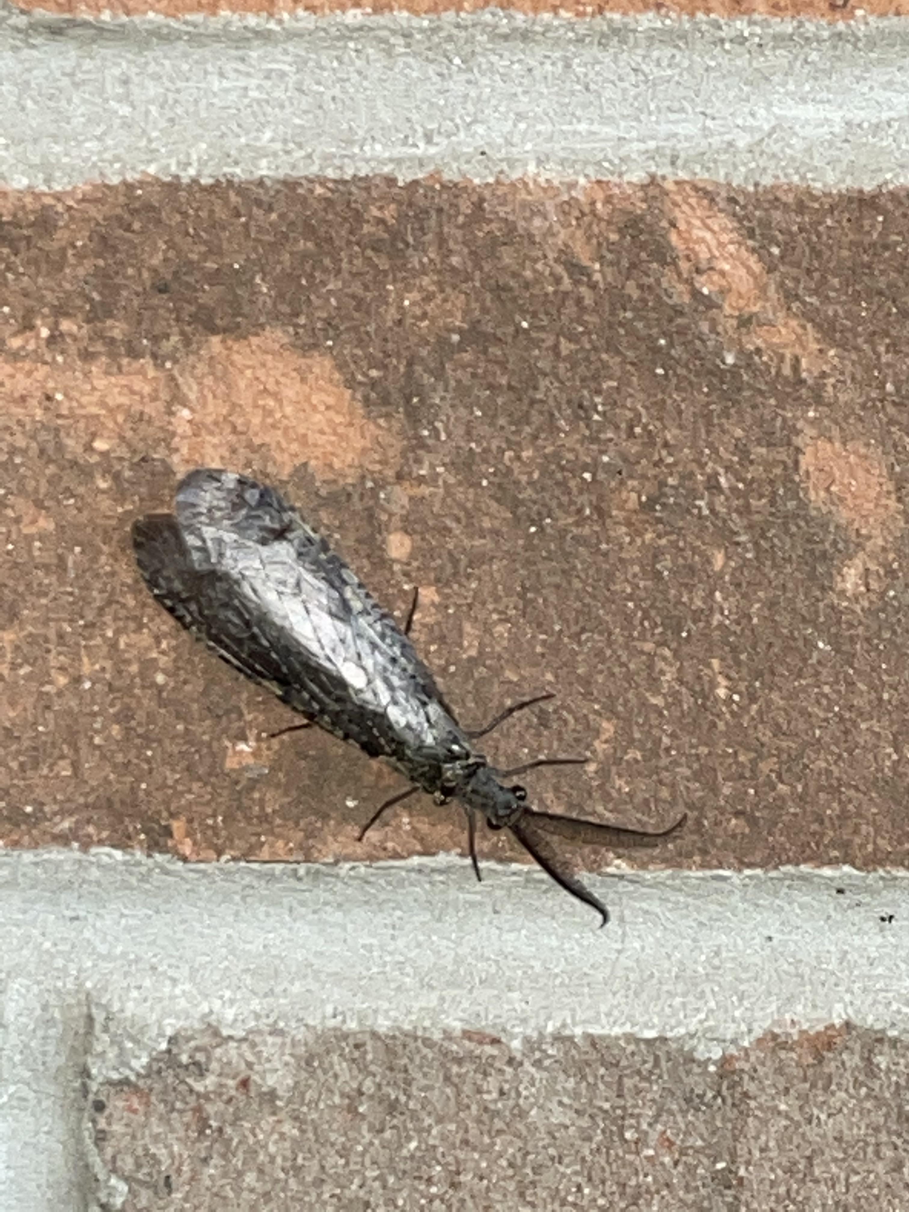 what on earth is this moth? found in the chicago burbs, about 2 inches long with antennae, just