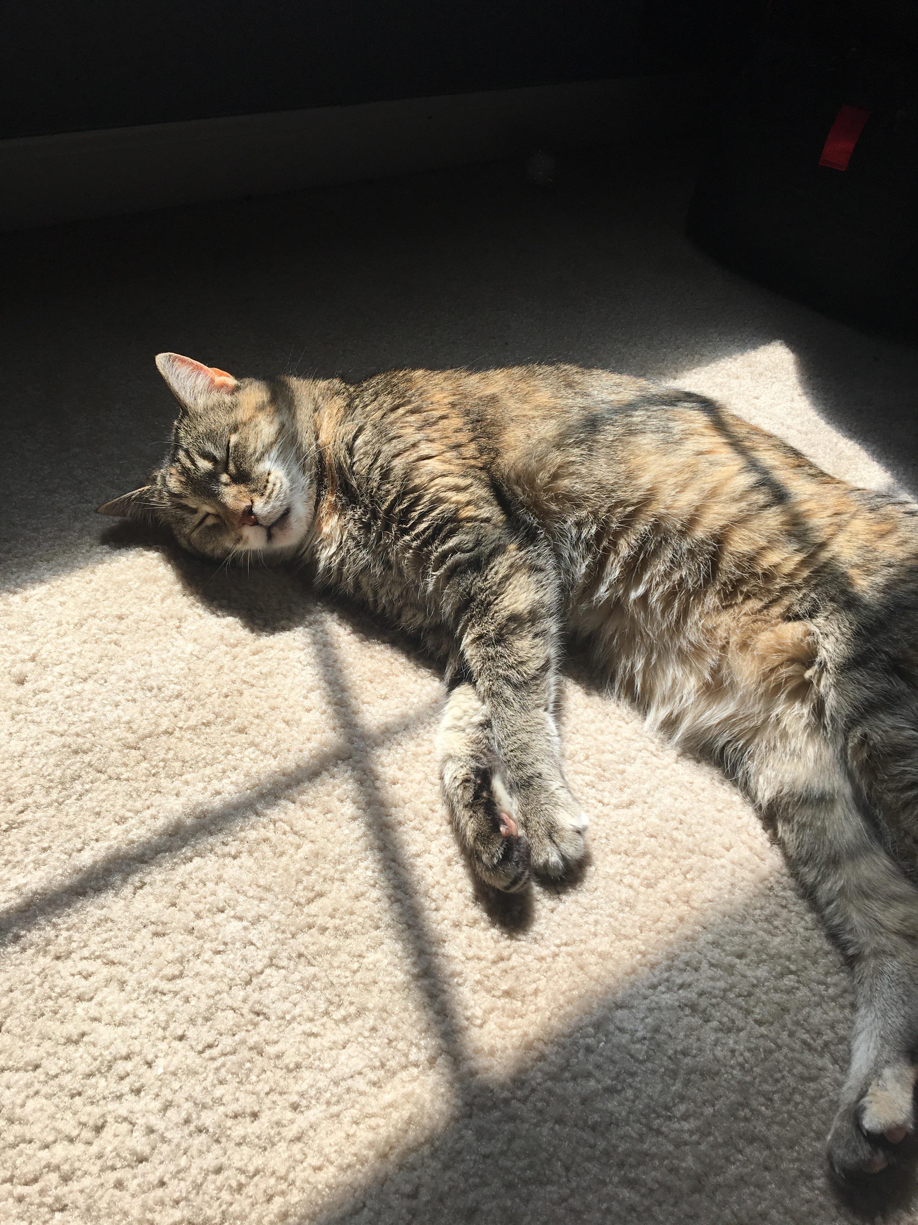 My cat loves the sun r/Eyebleach