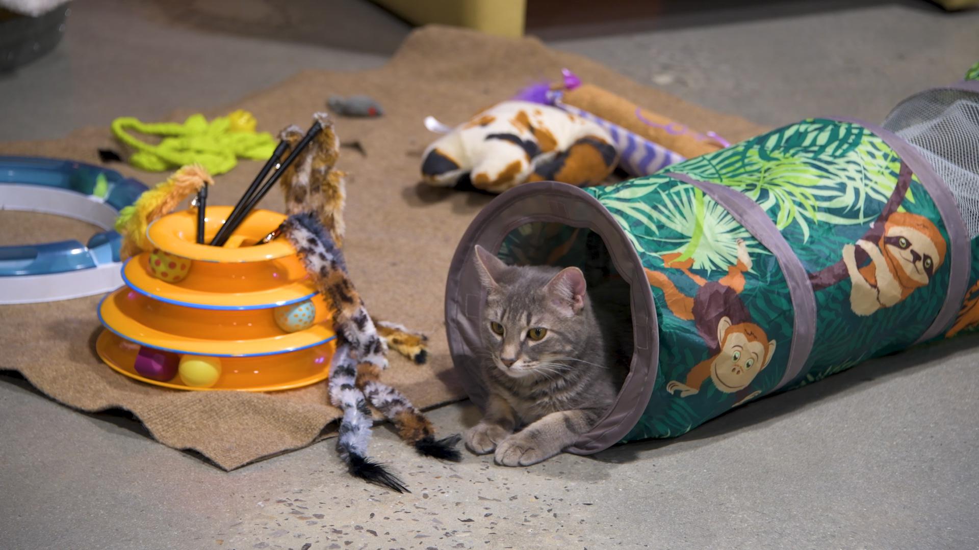 Cat daycare r/DogGoneCute