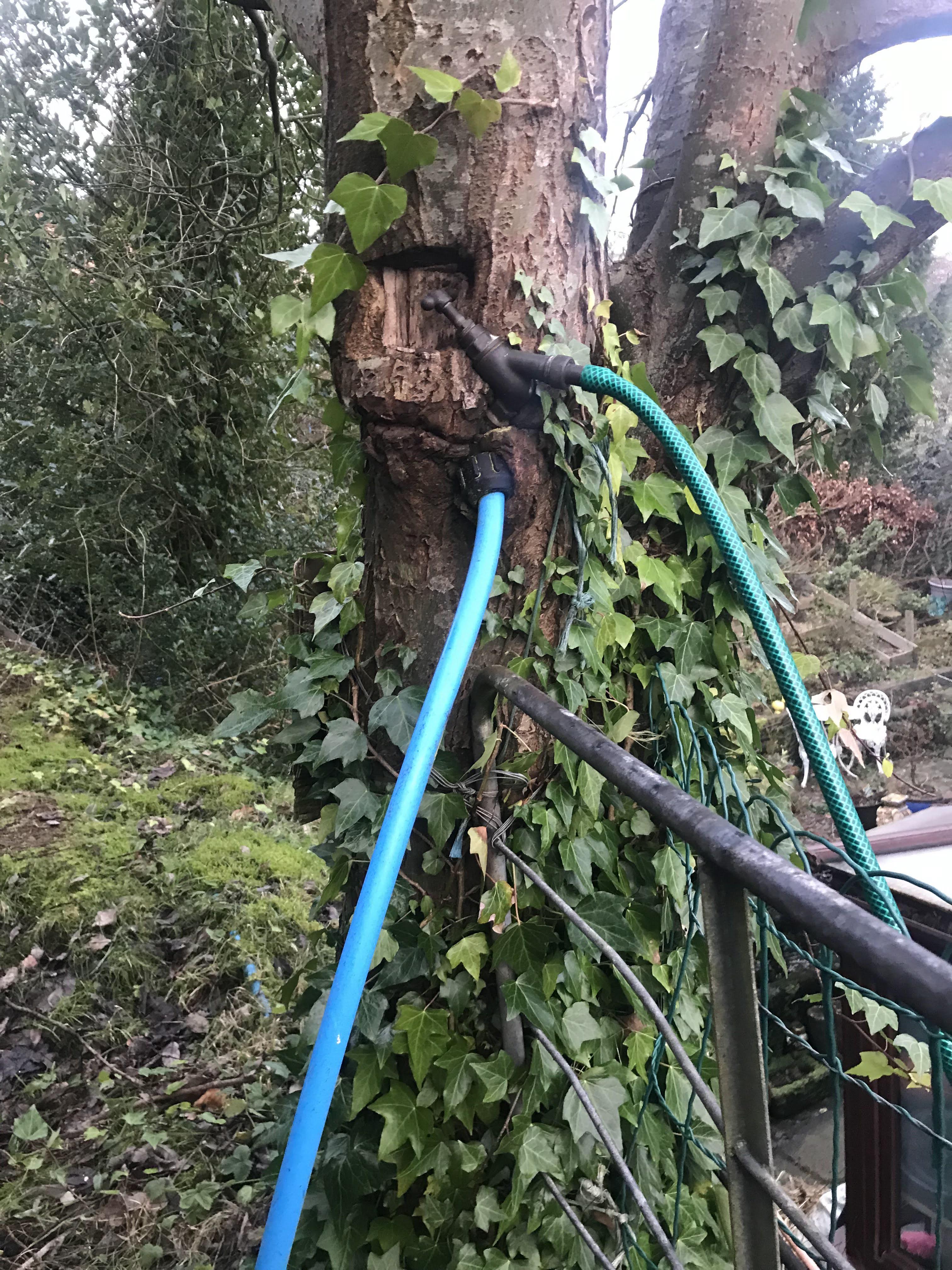 This tree with its own water supply r/mildlyinteresting