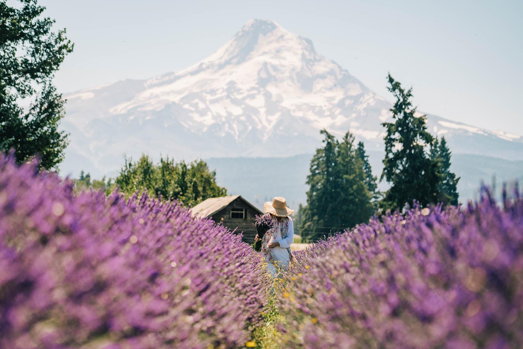 Visited Hood River Lavender Farm last August, should an annual