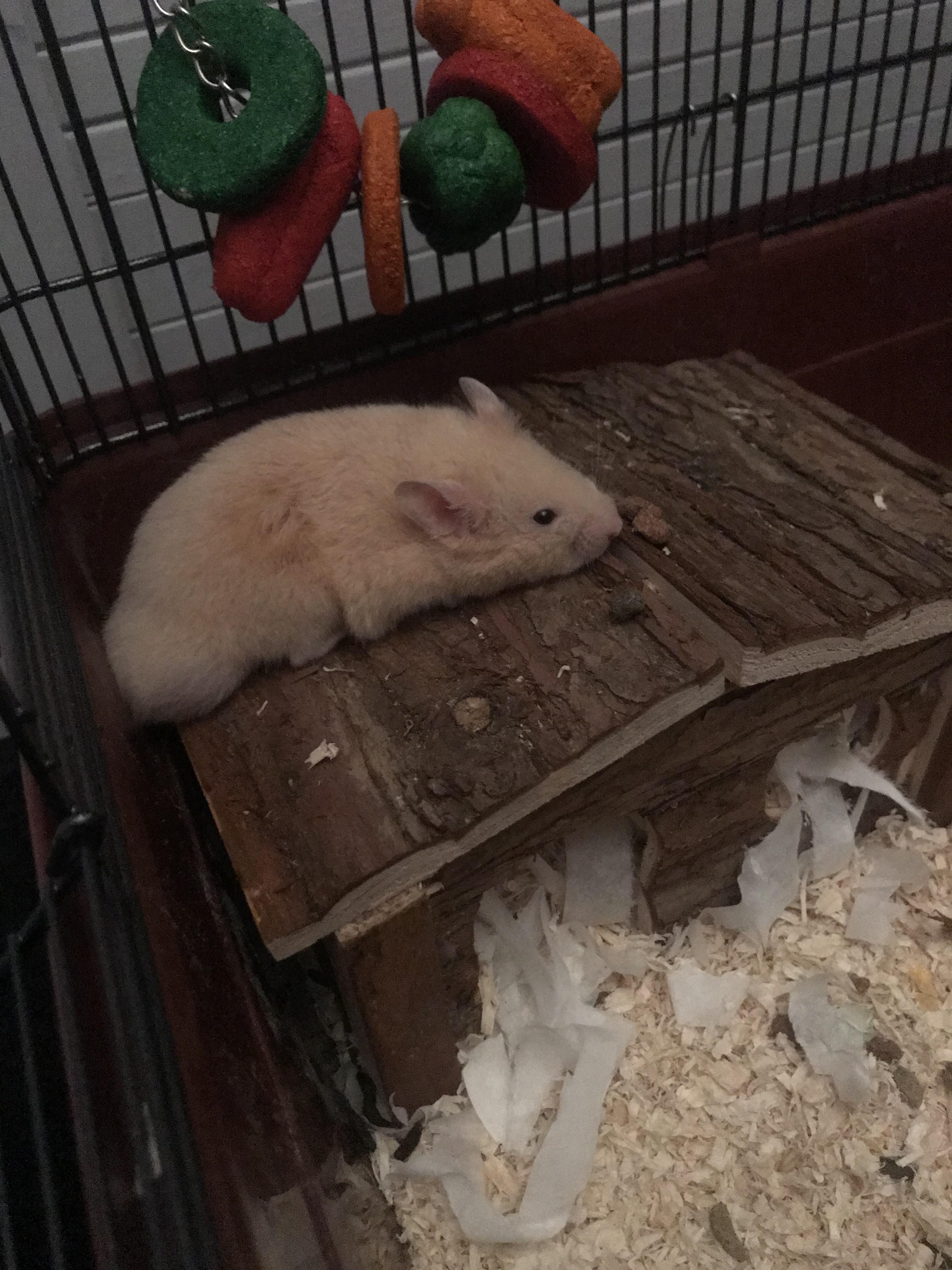 My new (and first) hamster named Casper. Recently upgraded his cage as