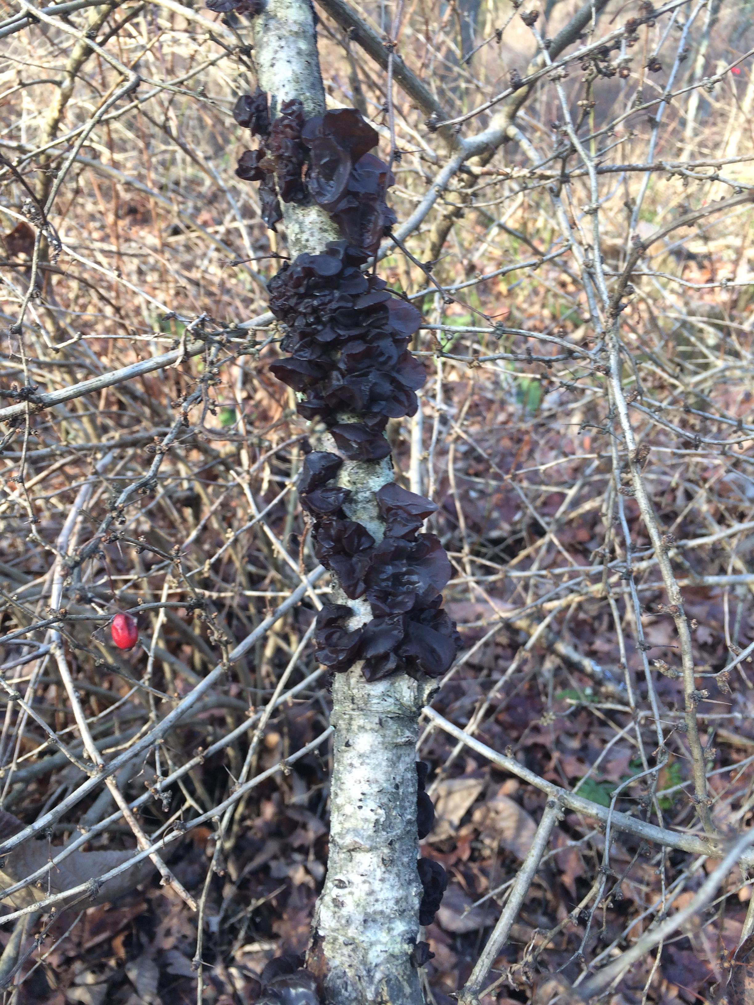Is this black jelly roll fungus? r/ShroomID