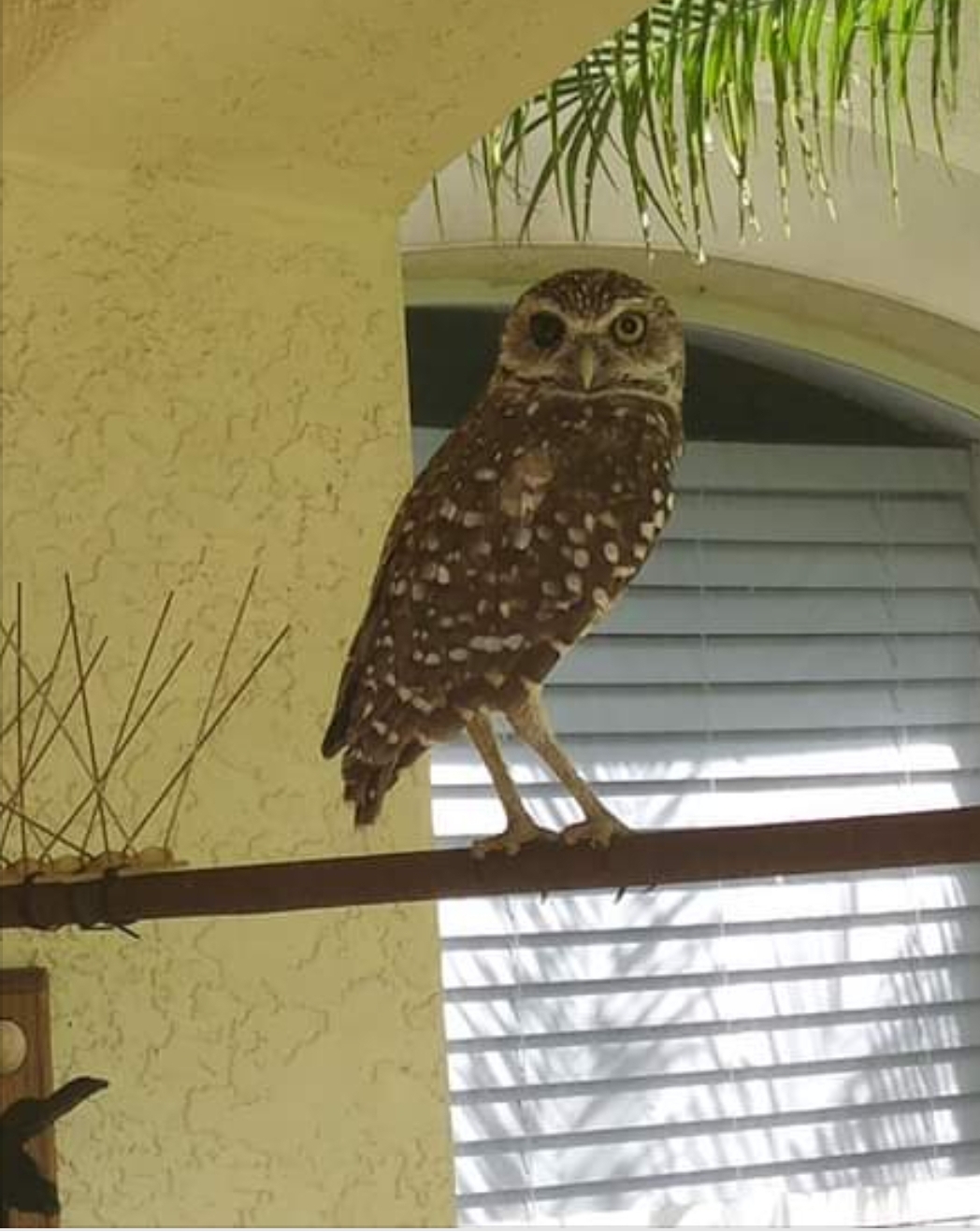Rare Burrowing owl with two eye colors. r/Superbowl