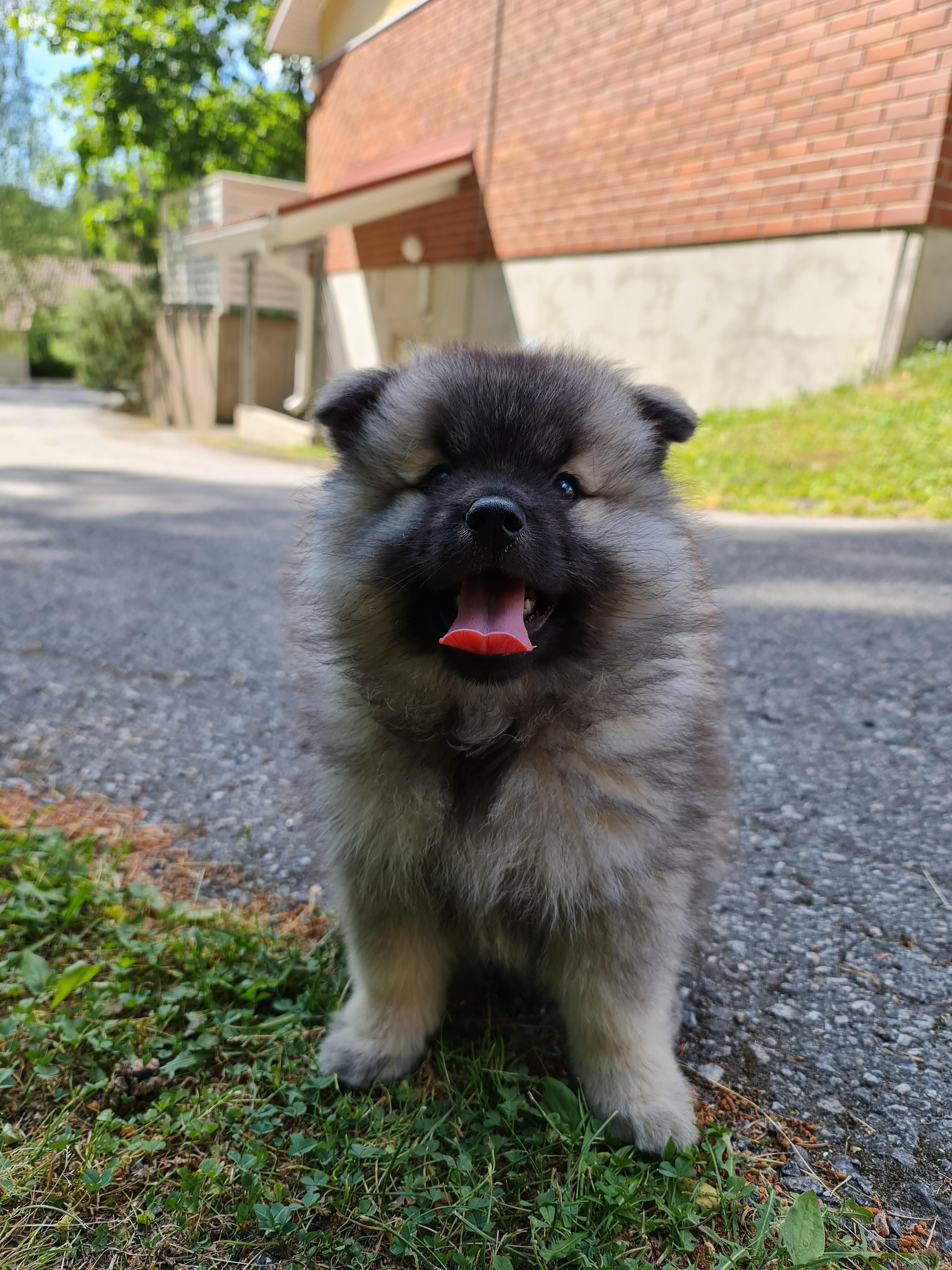 This is my son’s dog Akira at five months. She may be a Husky