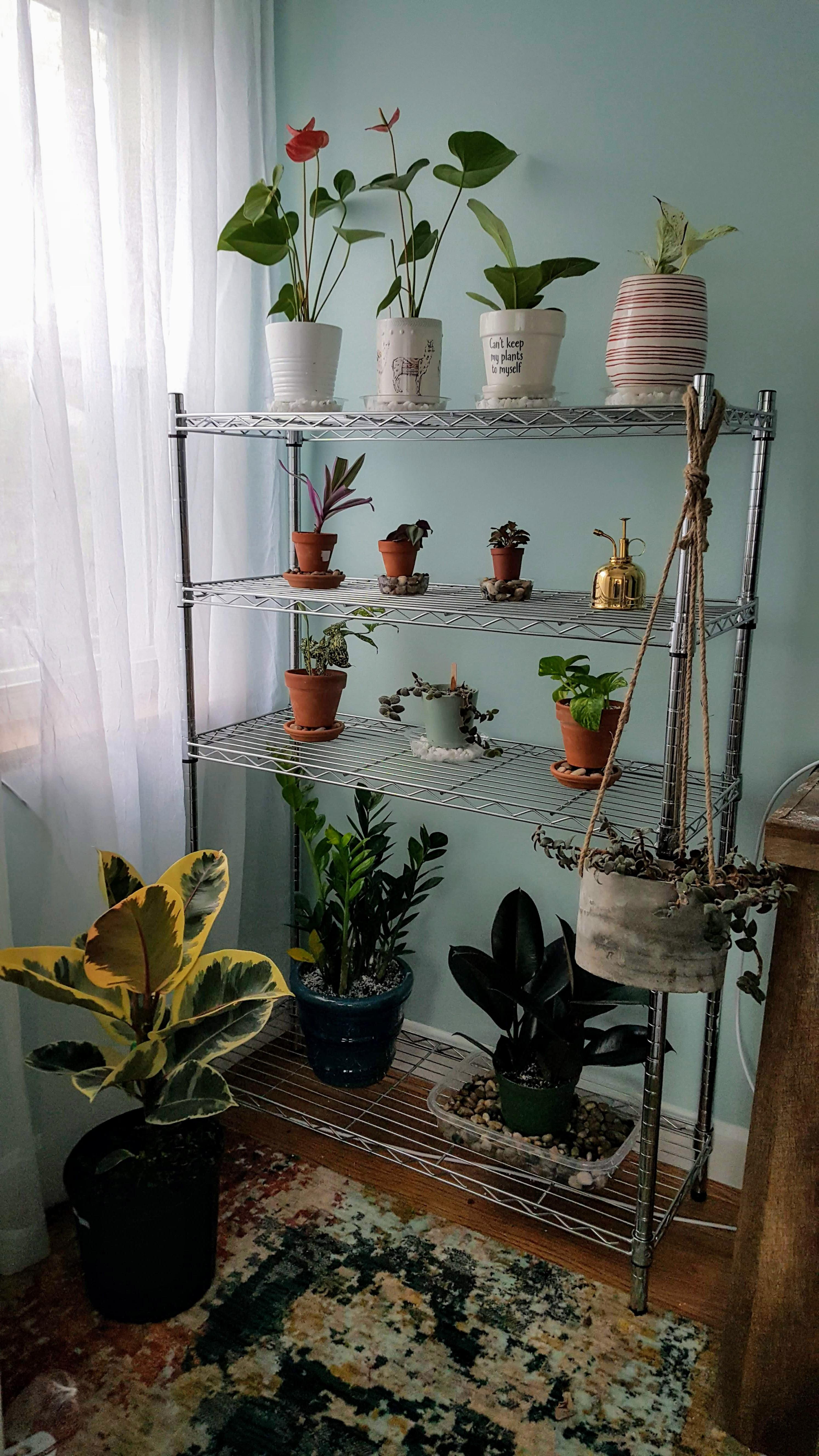 I made a cozy plant corner today! They look happier together. r