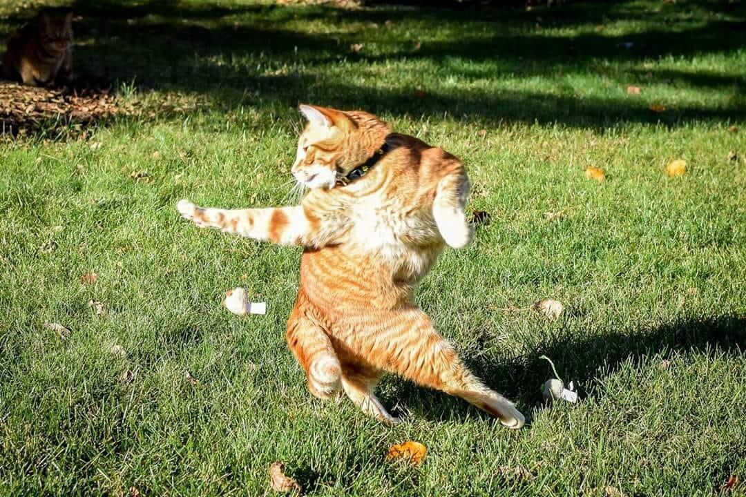 Kungfu cat r/cats