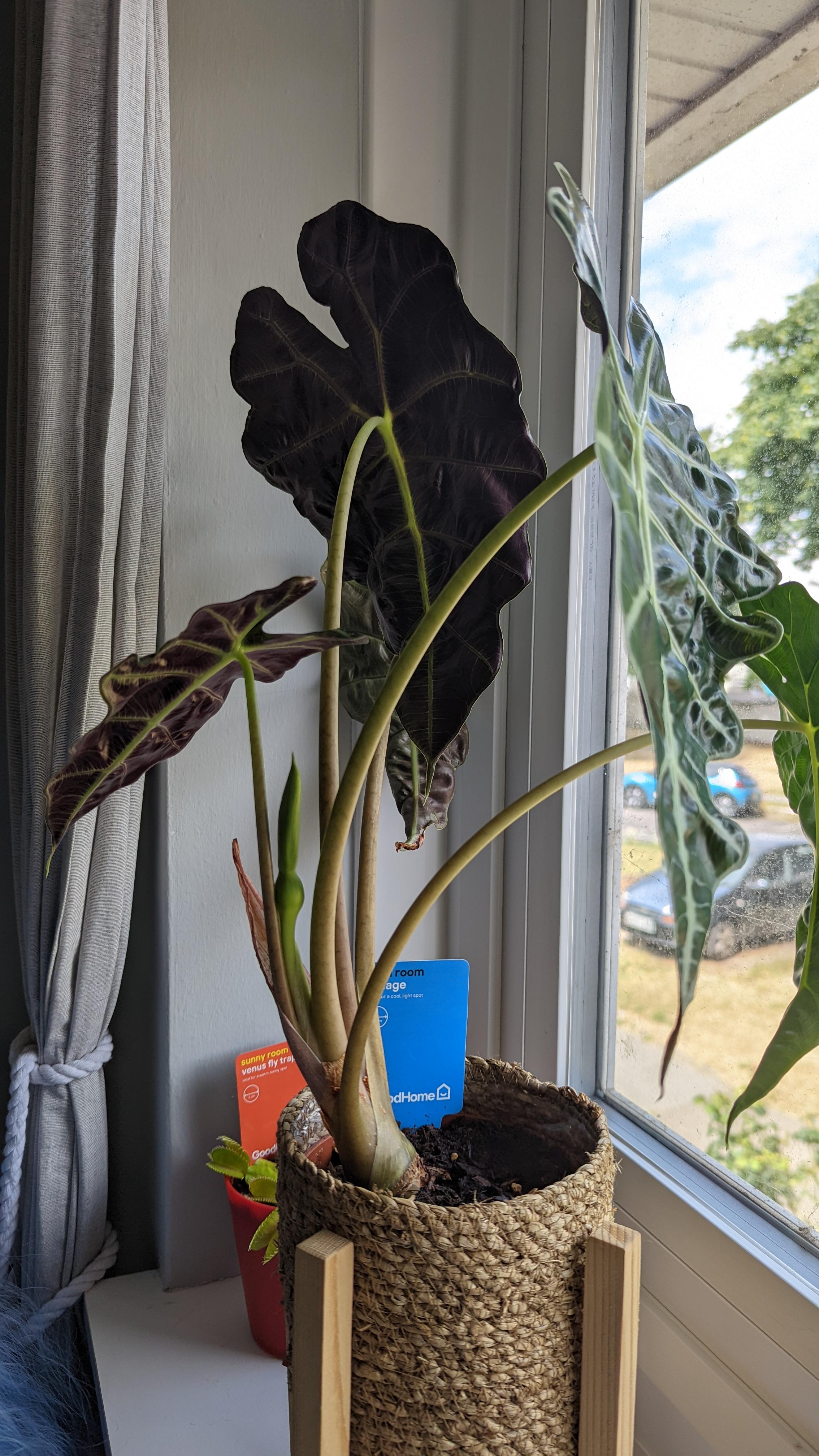my elephant ear is about to bloom! quite the miracle considering it