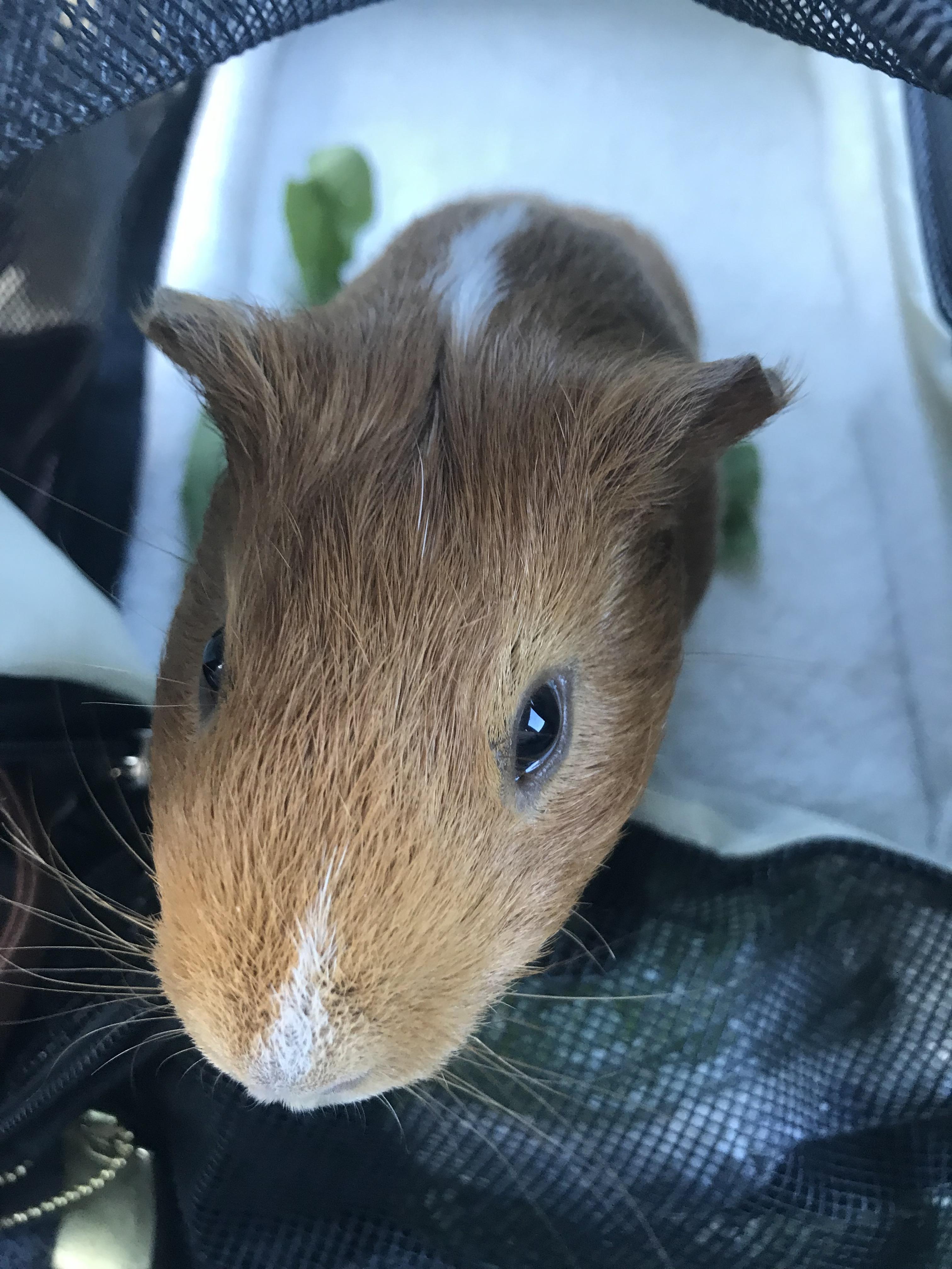 Star date 12162018 Captain Kirk embarks on a solo mission to his first