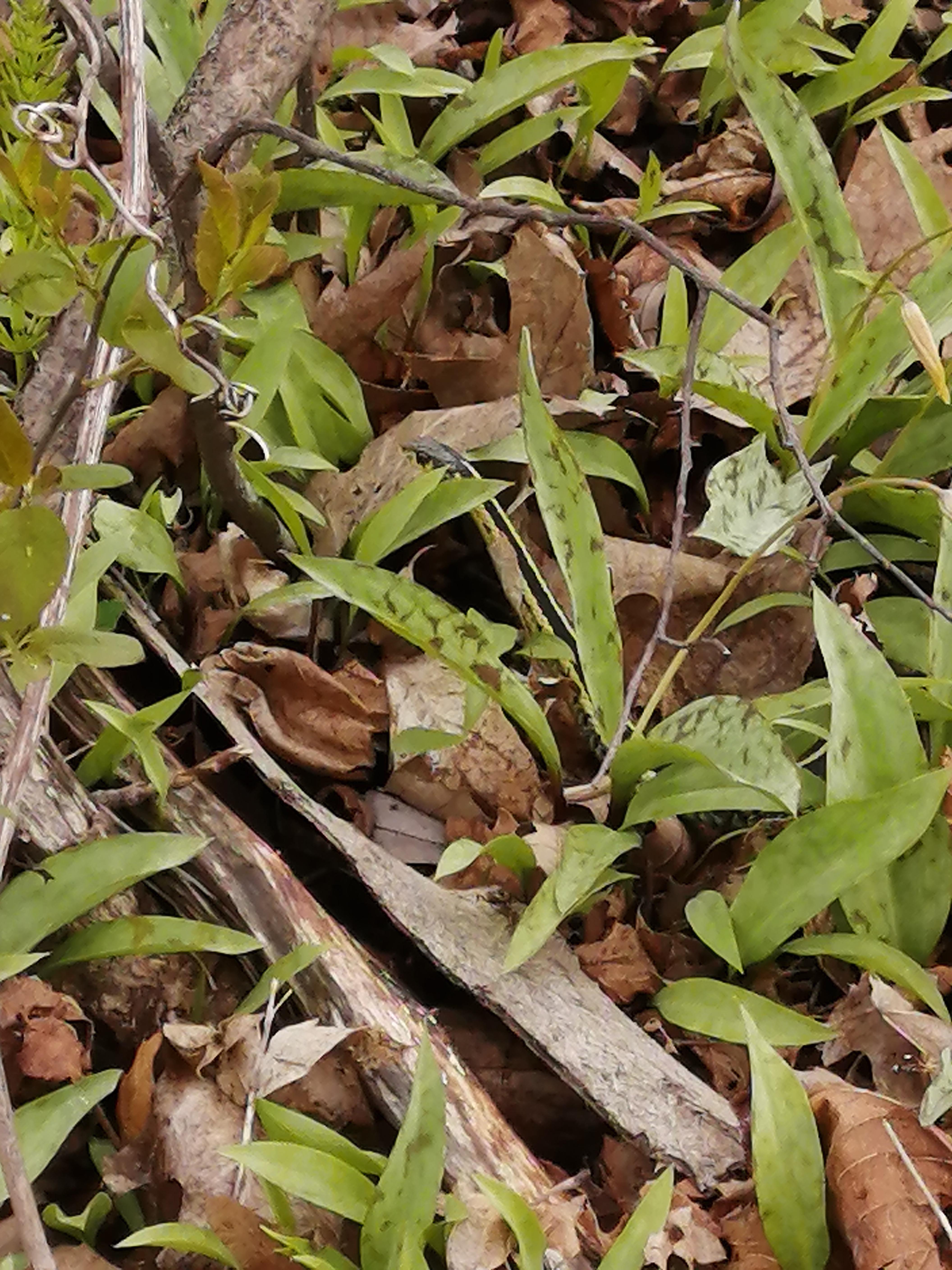 What kind of snake is this (Heart's Desire Park in Barrhaven)? r/ottawa
