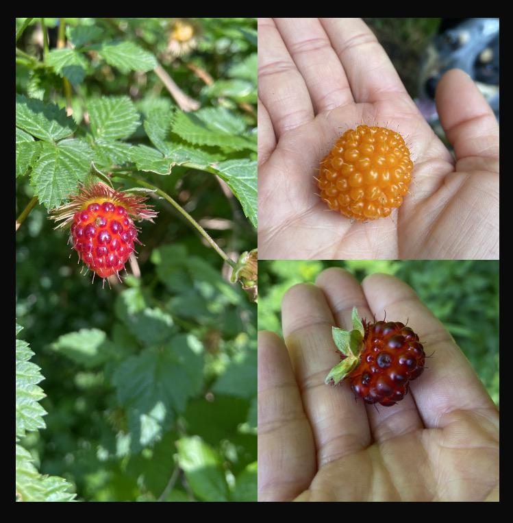 Salmon berries in my yard. Some are HUGE! r/foraging