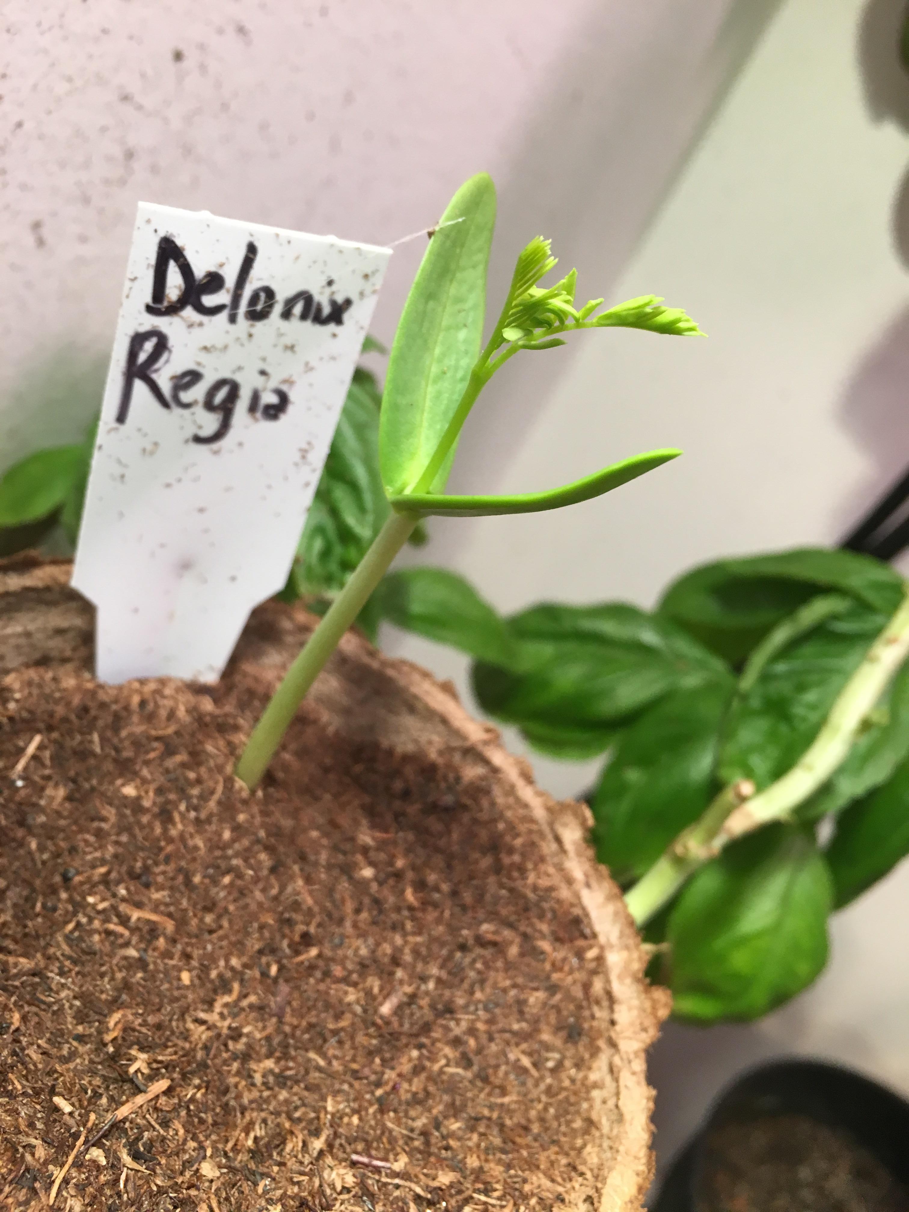 My future bonsai....delonix regia seedling r/Bonsai