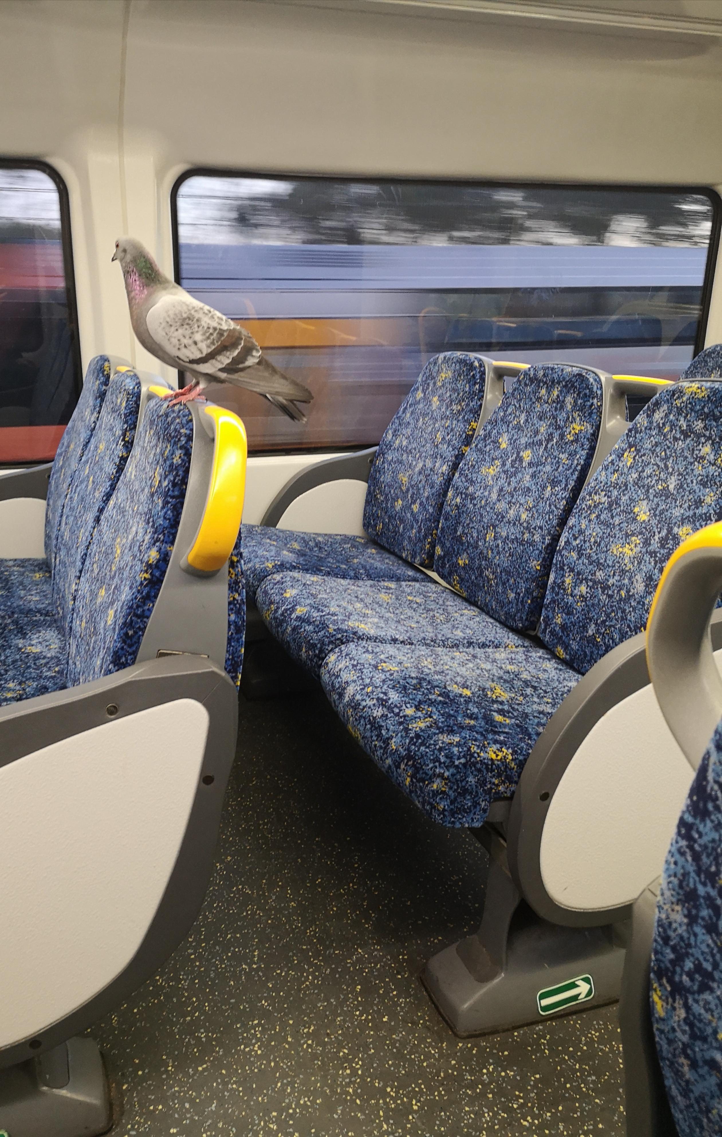 Can Dogs Go On Trains Sydney