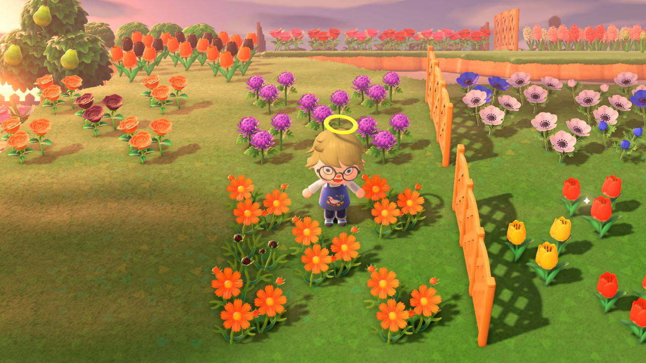 My first Black Cosmos! r/ACNHGardening