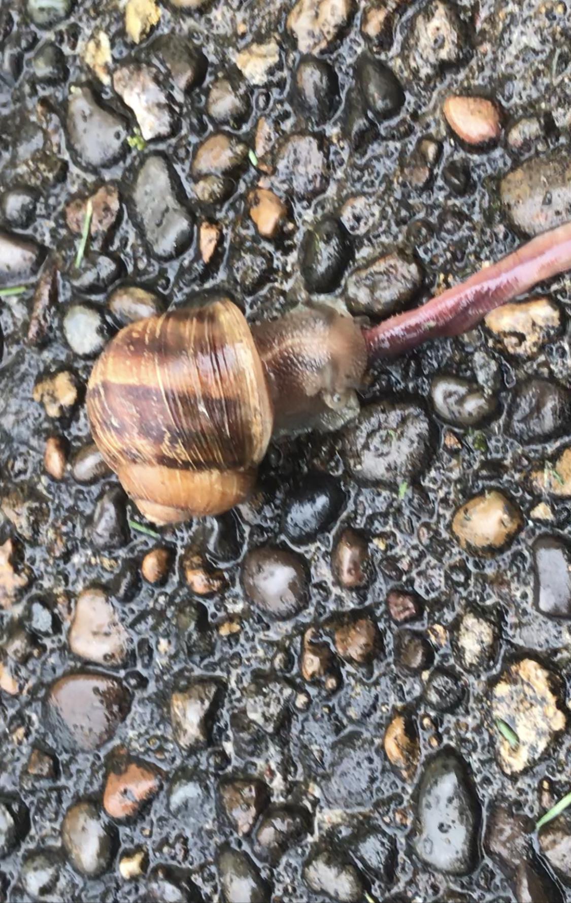 a snail eating a worm in oregon (video in comments) r/natureismetal