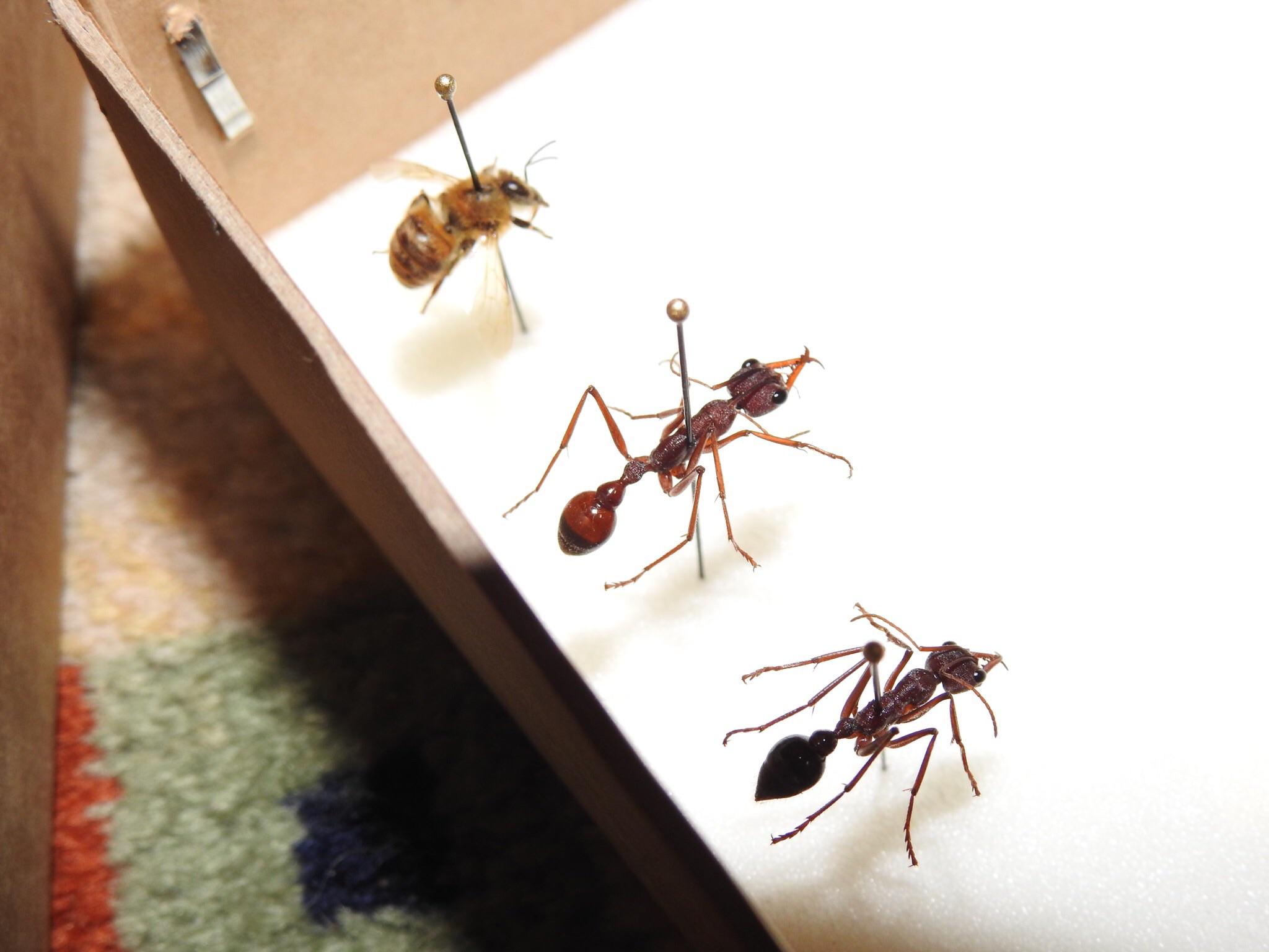 First Attempt at Pinning Insects. (Melbourne, Australia) r/Entomology