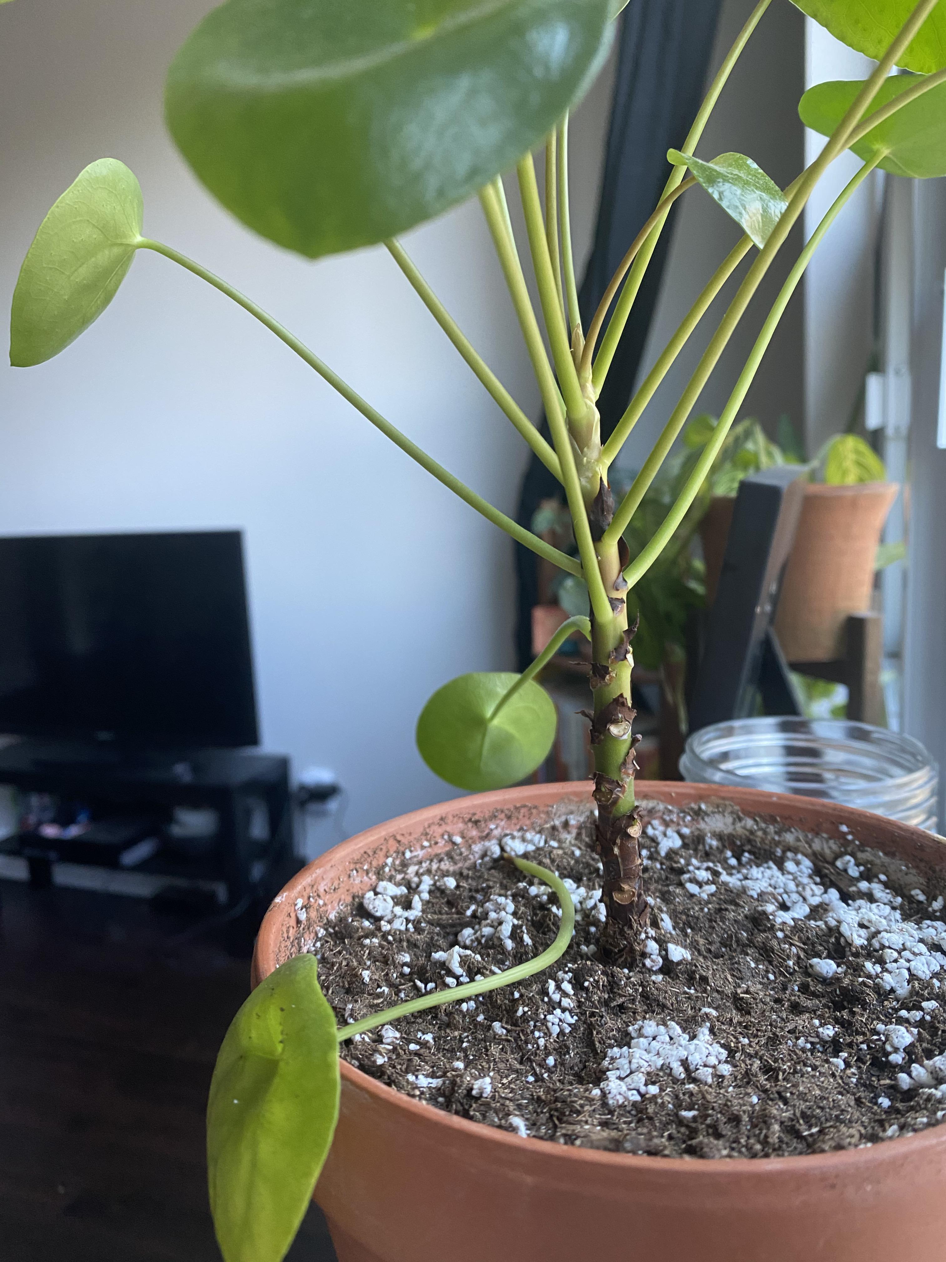 What’s wrong with my Pilea? The leaves keep yellowing and then falling