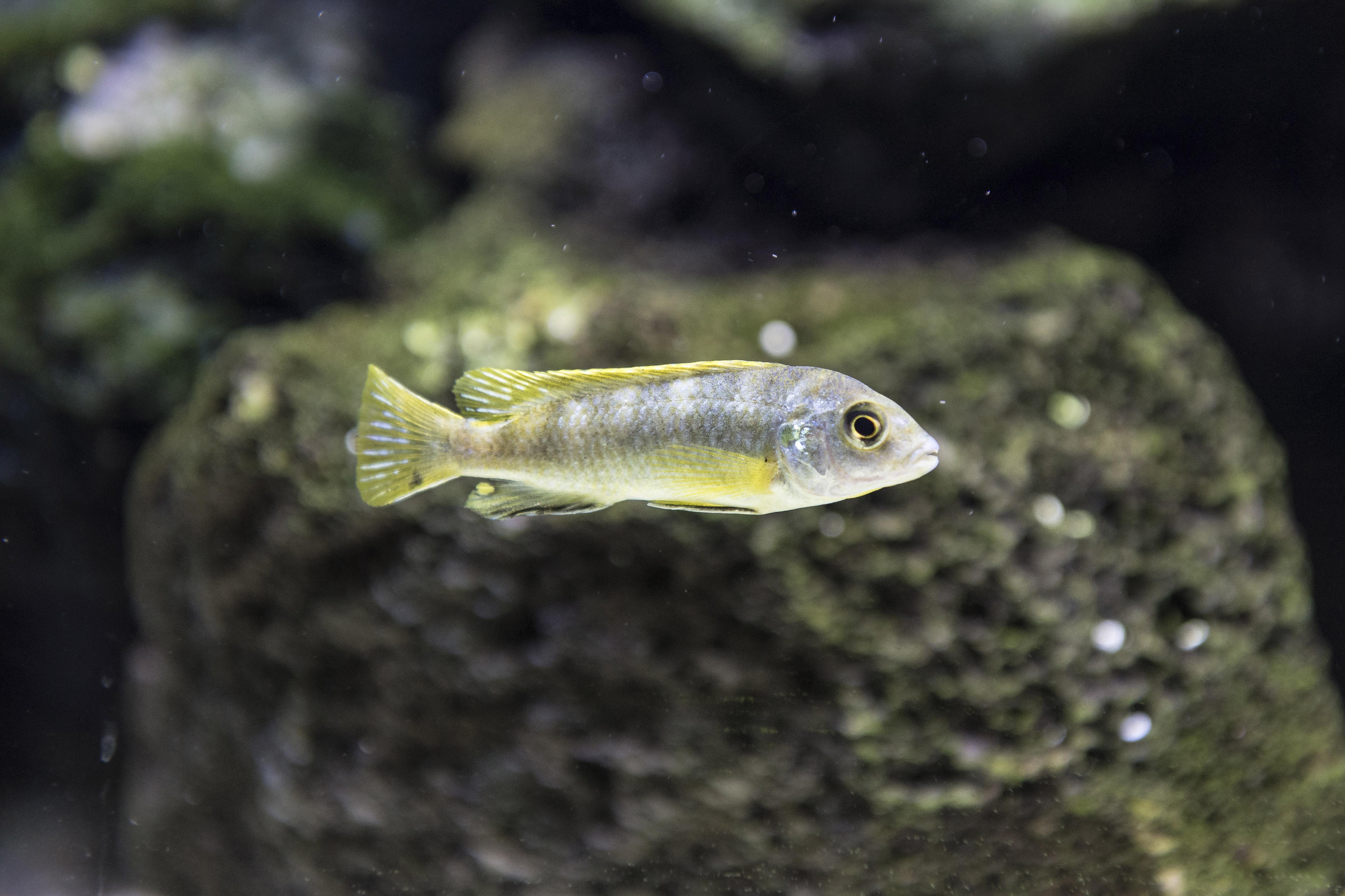 Sunken Belly Options Cichlid