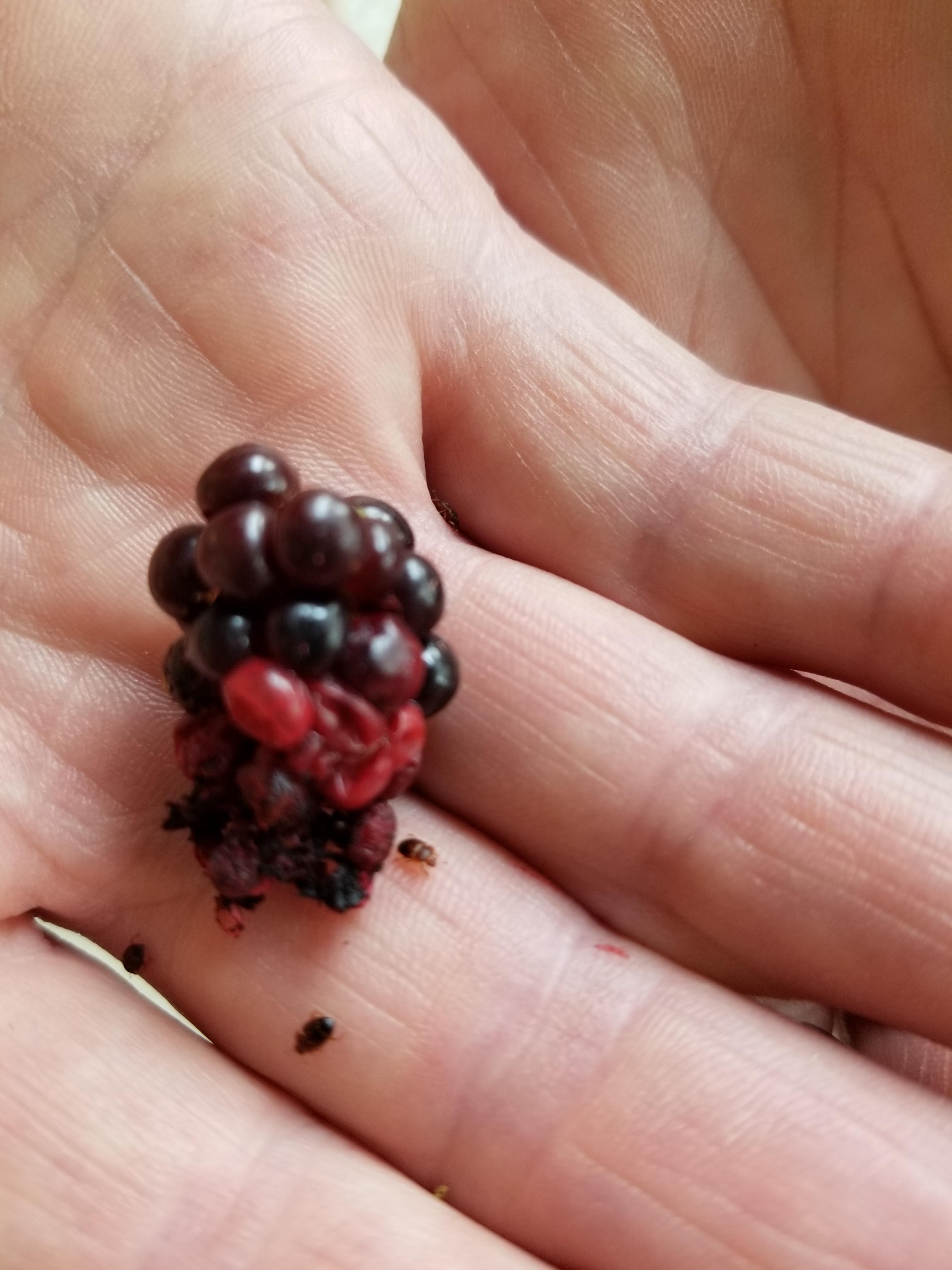 What are these beetles on our raspberries, and how do we get rid of