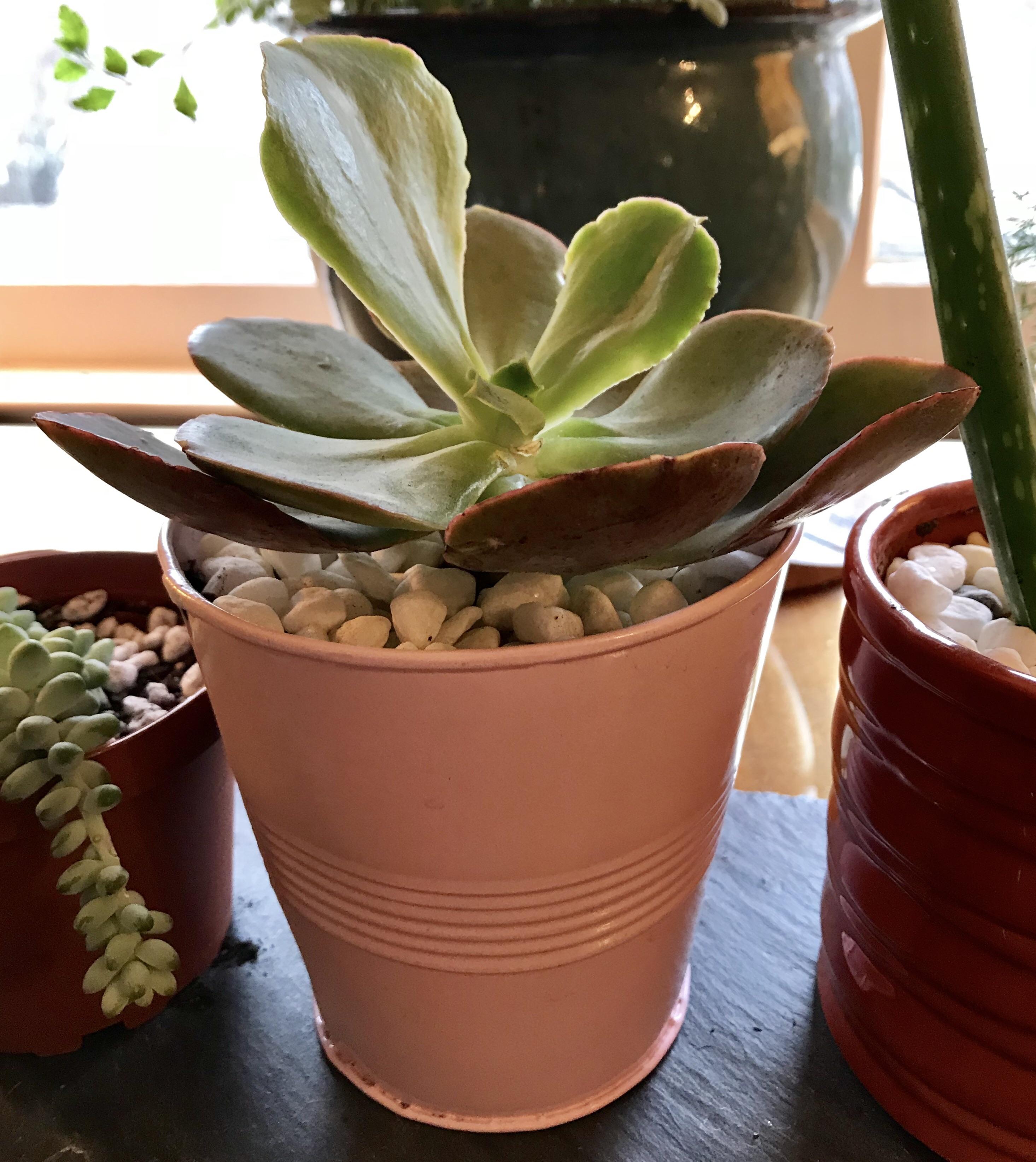 Normal or etiolated? Had him for a few weeks. I’ve tried a