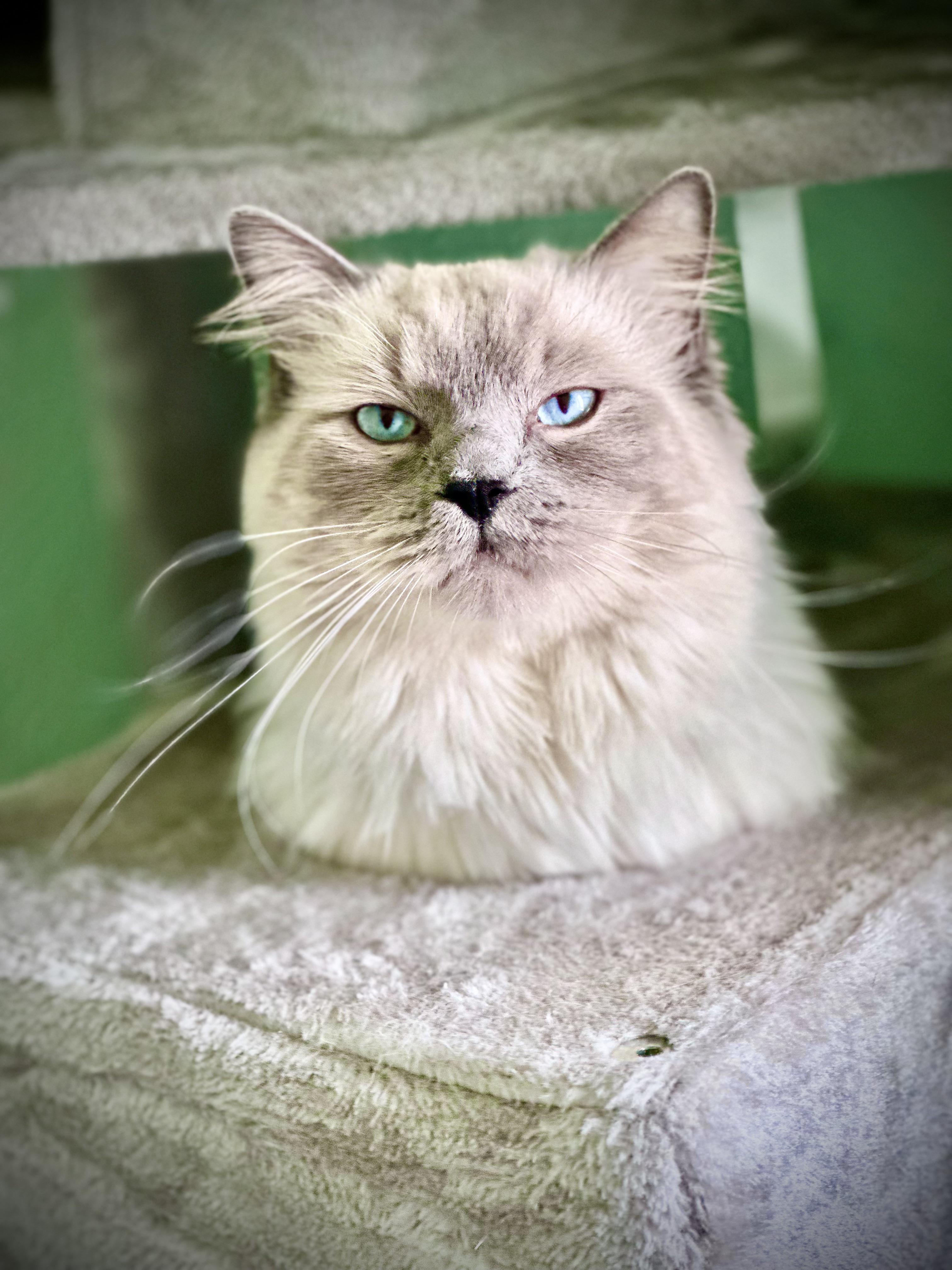 2707 best r/ragdolls images on Pholder Our boy had to get shaved due