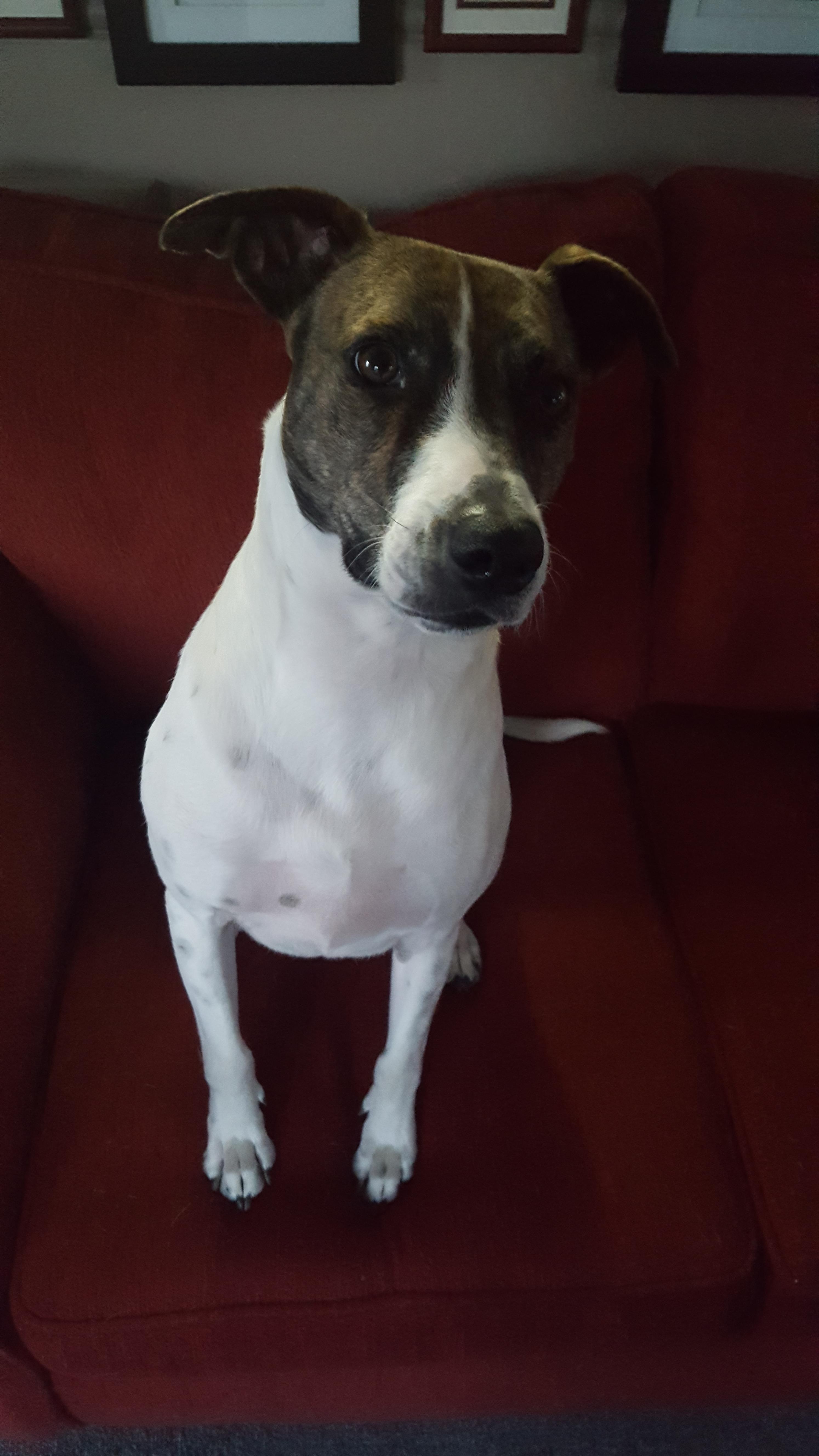 A Giant Jack Russell (50 lbs, 2 1/4 feet tall) r/jackrussellterrier