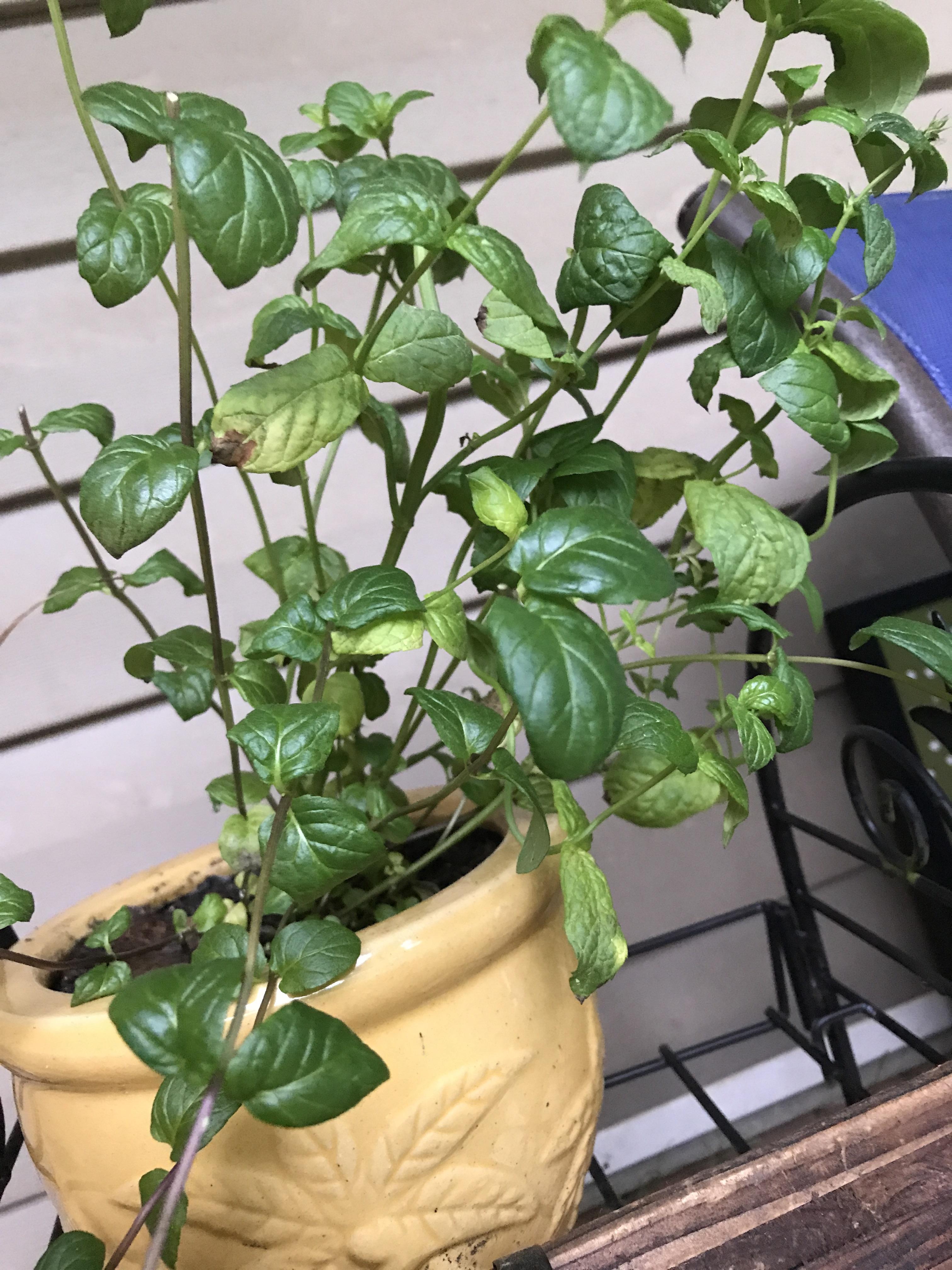 What’s wrong with my mint plant? Yellowing/brown leaves. Outdoor plant