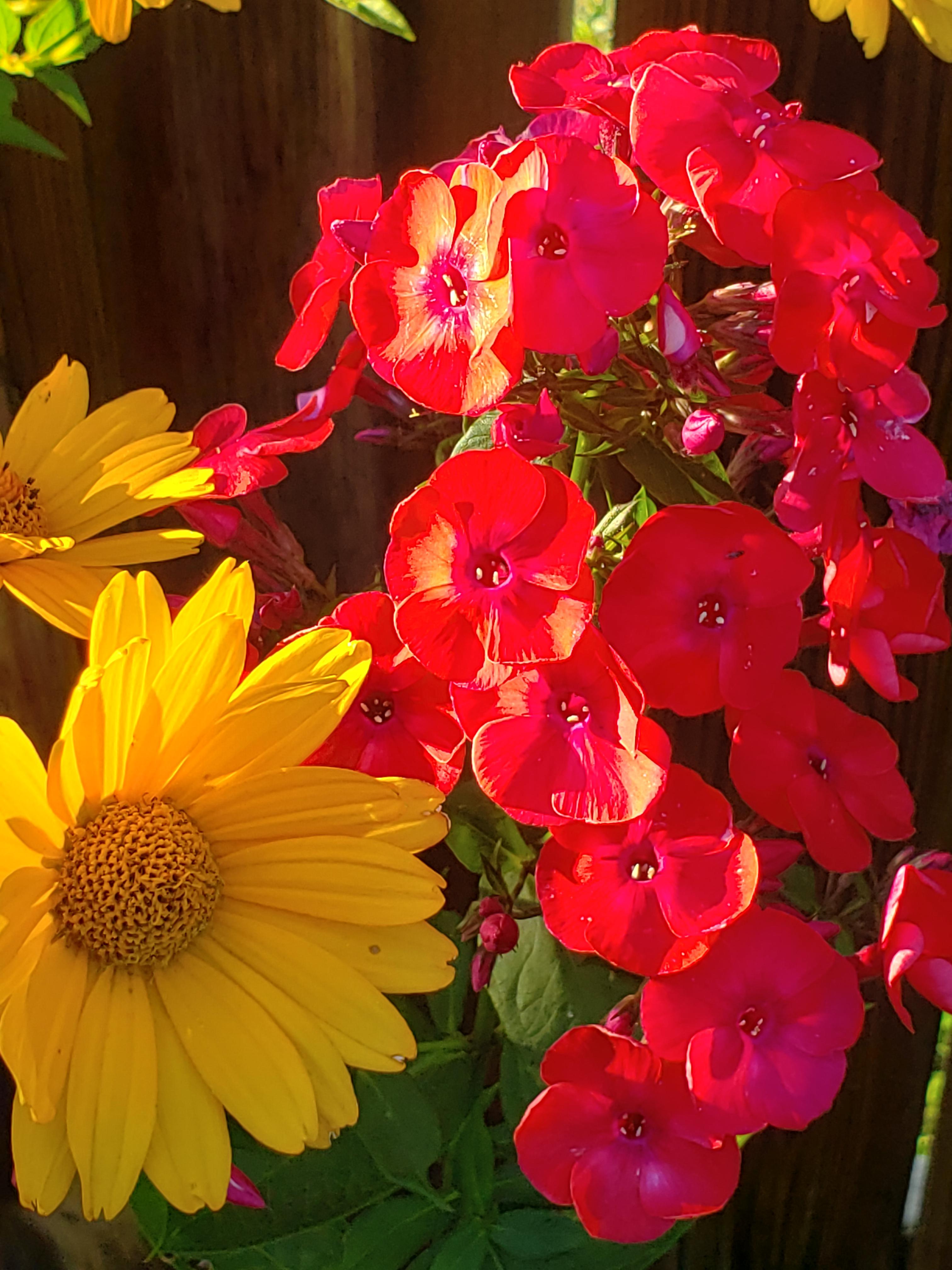 The phlox finally bloomed and looks with the false sunflower