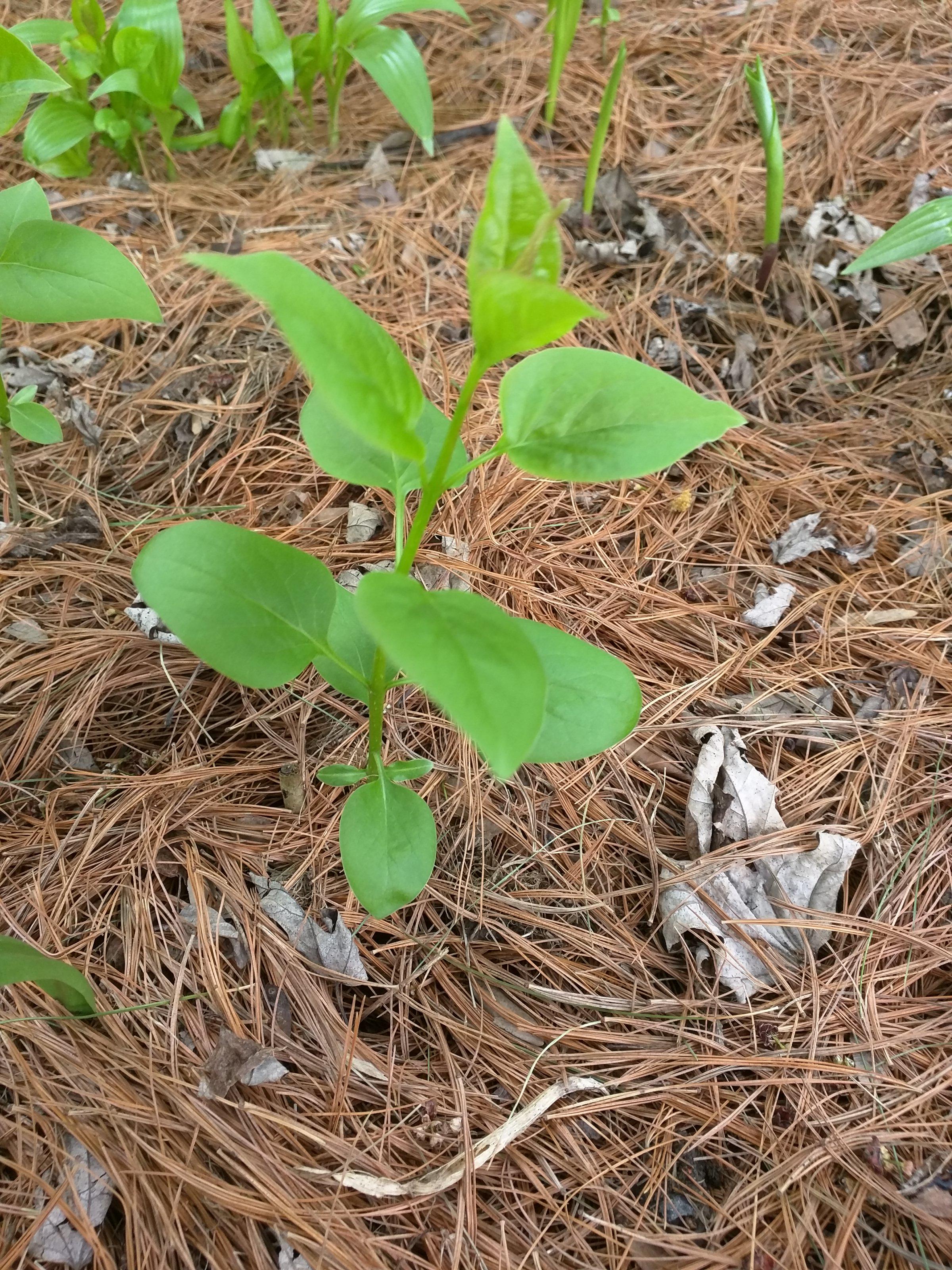 Zone 5a southern Wisconsin. "Weed"/invasive? r/whatsthisplant