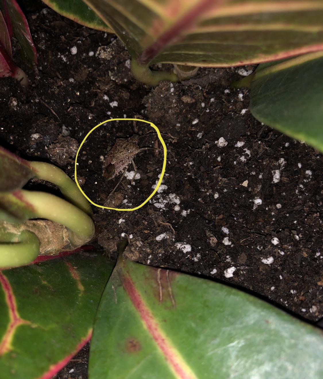 there’s a bug on my new croton!! friend or foe?? r/plantclinic