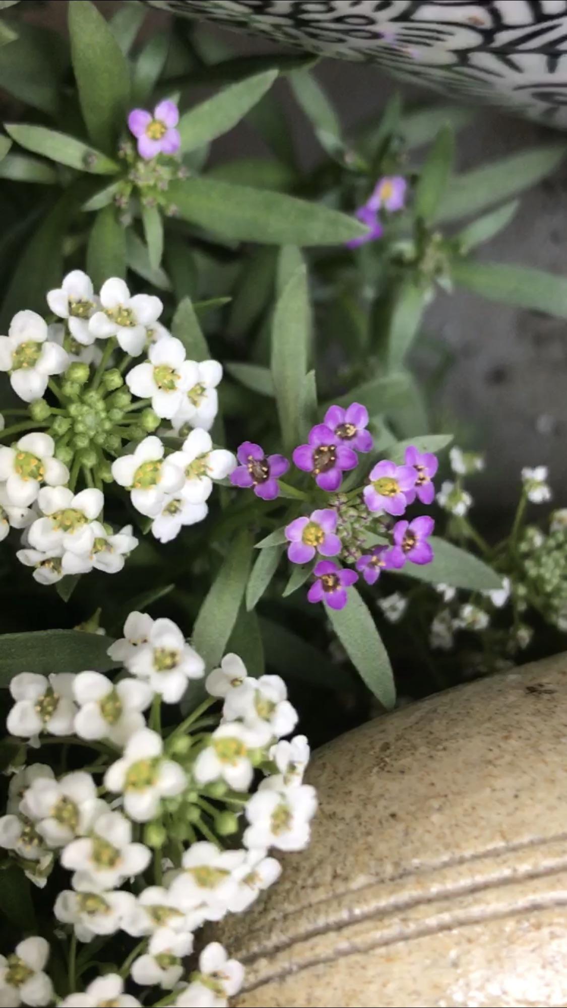 First bloom for my Alyssum and a small patch of purple flowers popped up! r/gardening