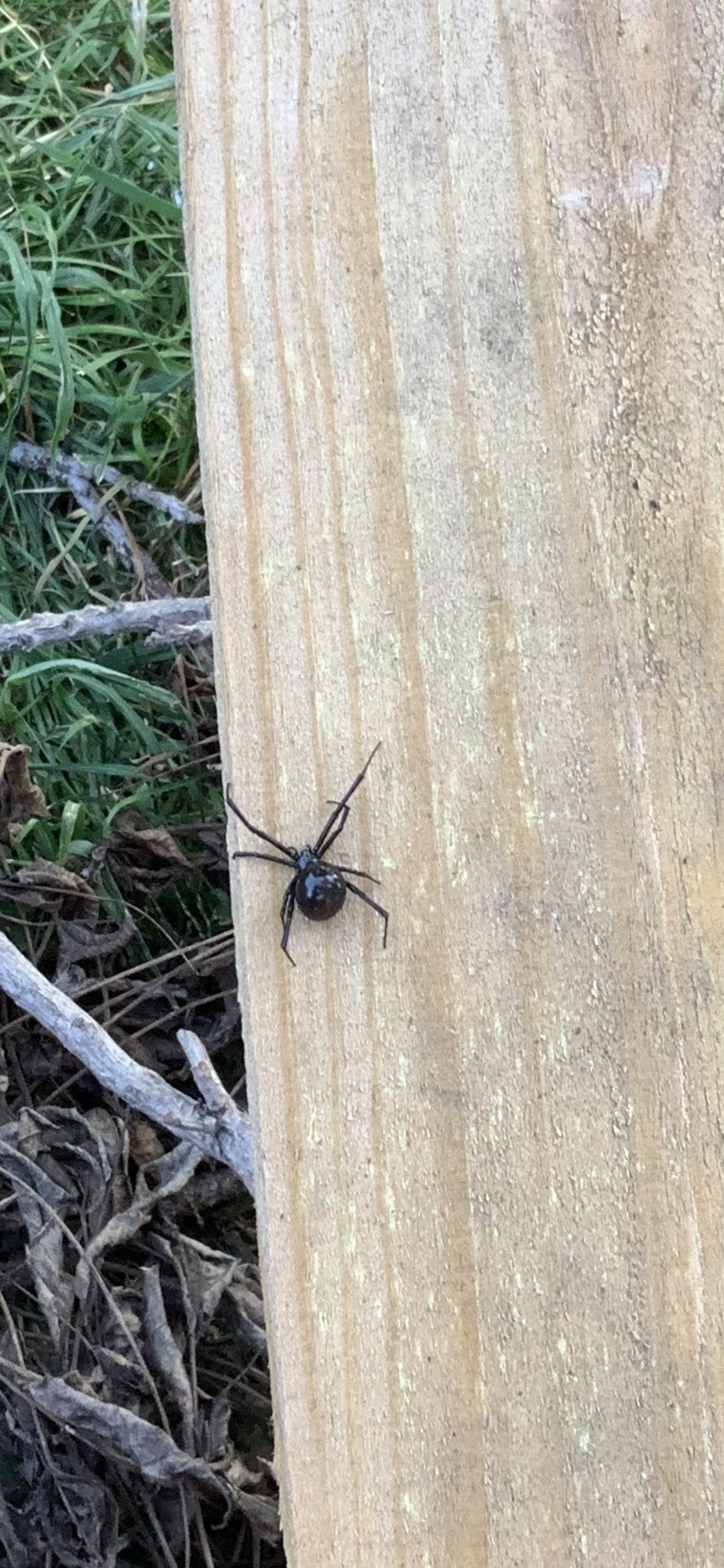 What kind of spider is this? I’m in Kansas. r/spiders