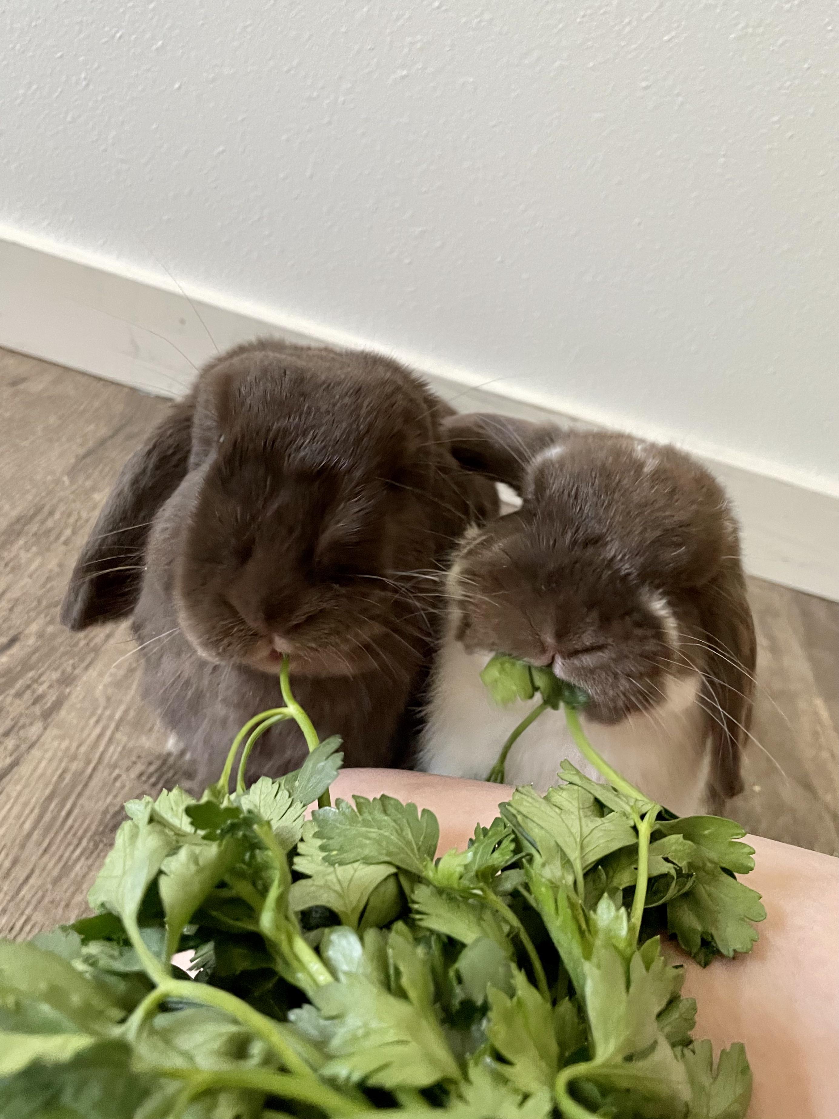 Bonded rabbits suddenly fighting after 3 years 🥺 r/Bunnies