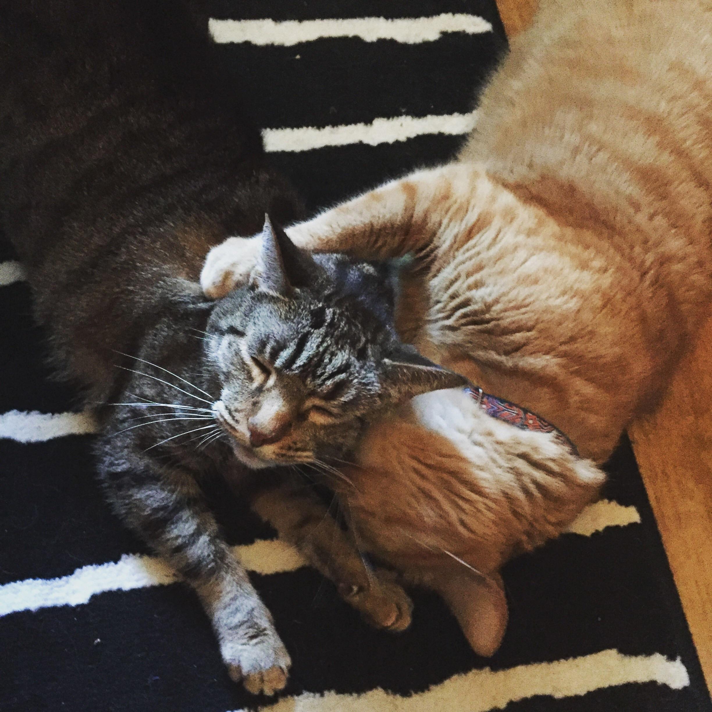 These two act married. r/cats