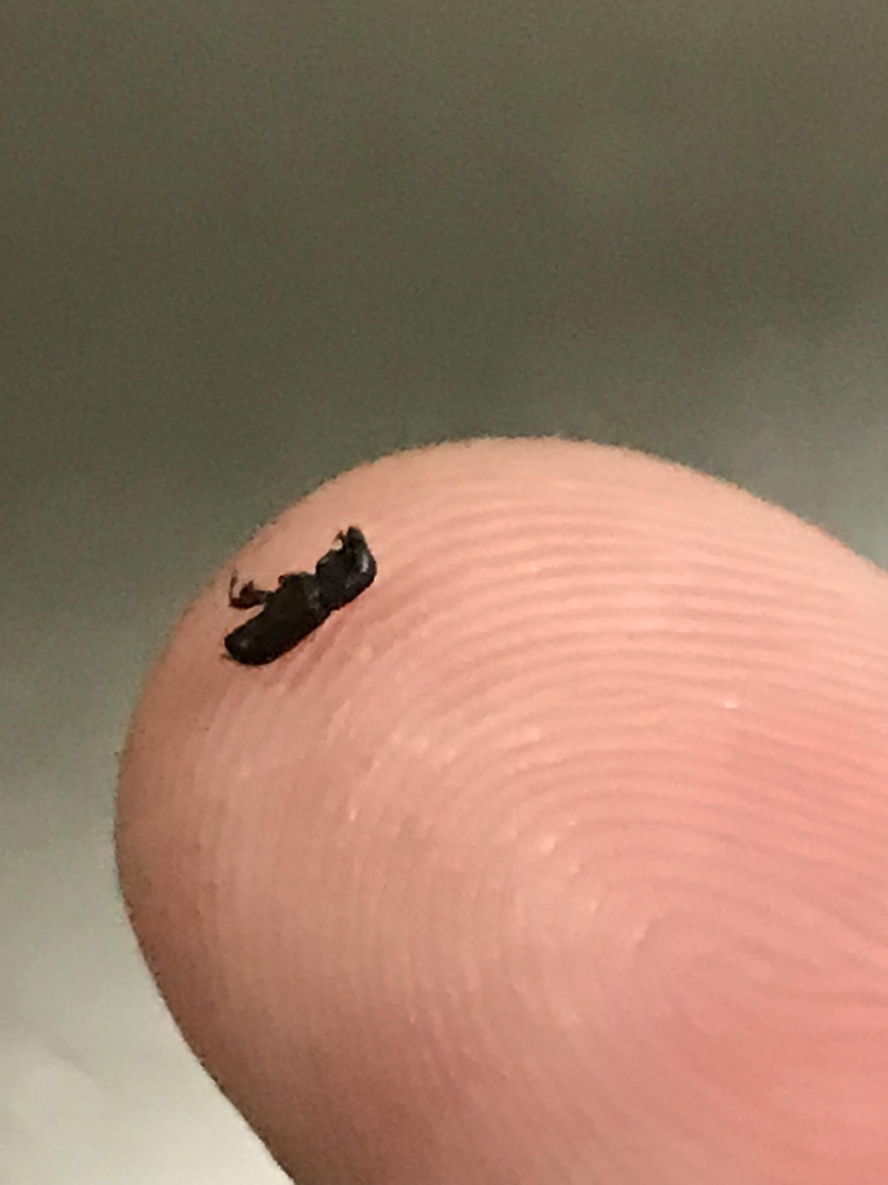 Dead/Dying black bugs in home. They don’t fly/jump and are extremely slow when alive. Also have