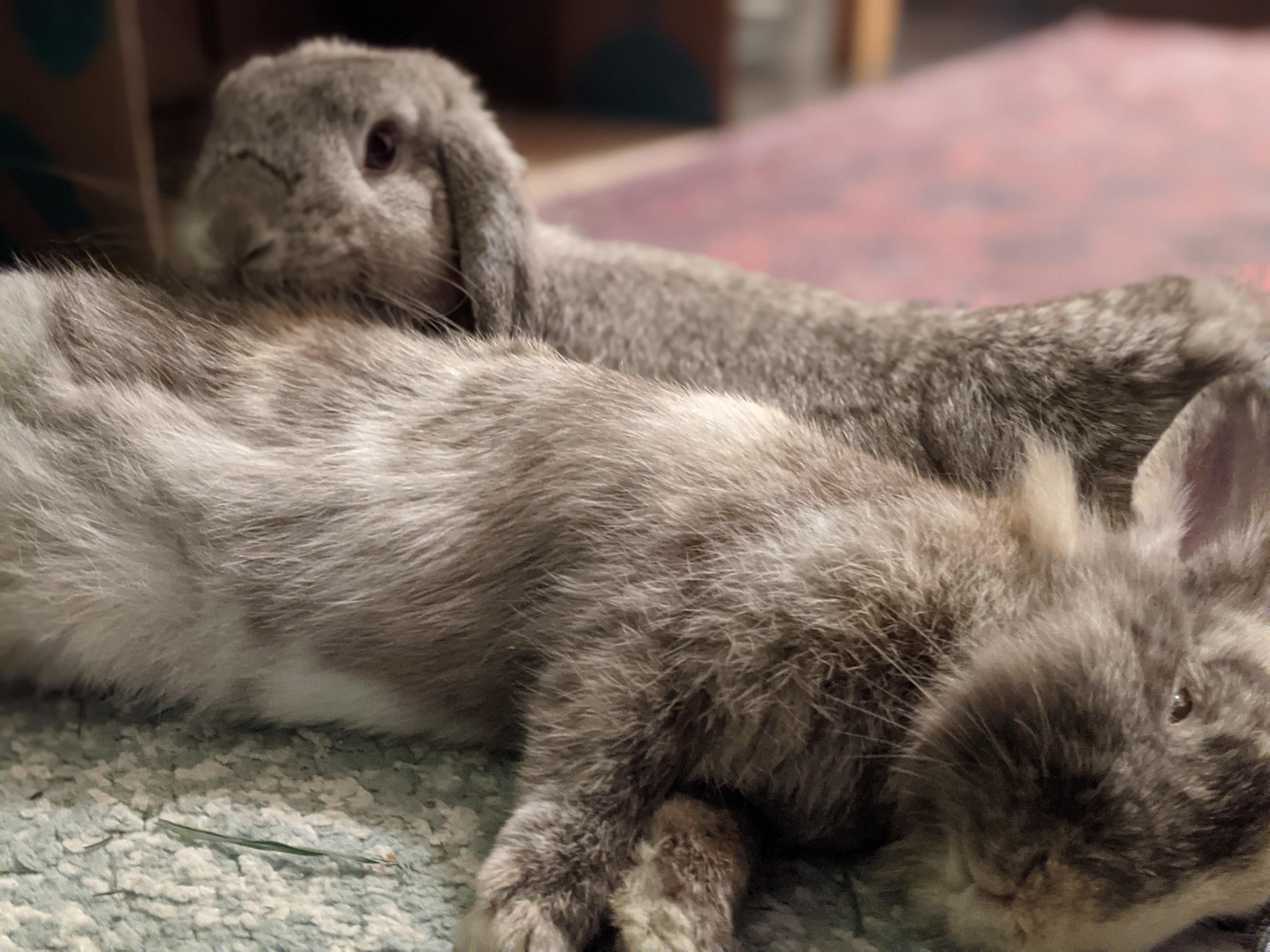 Snuggle pile. r/Rabbits