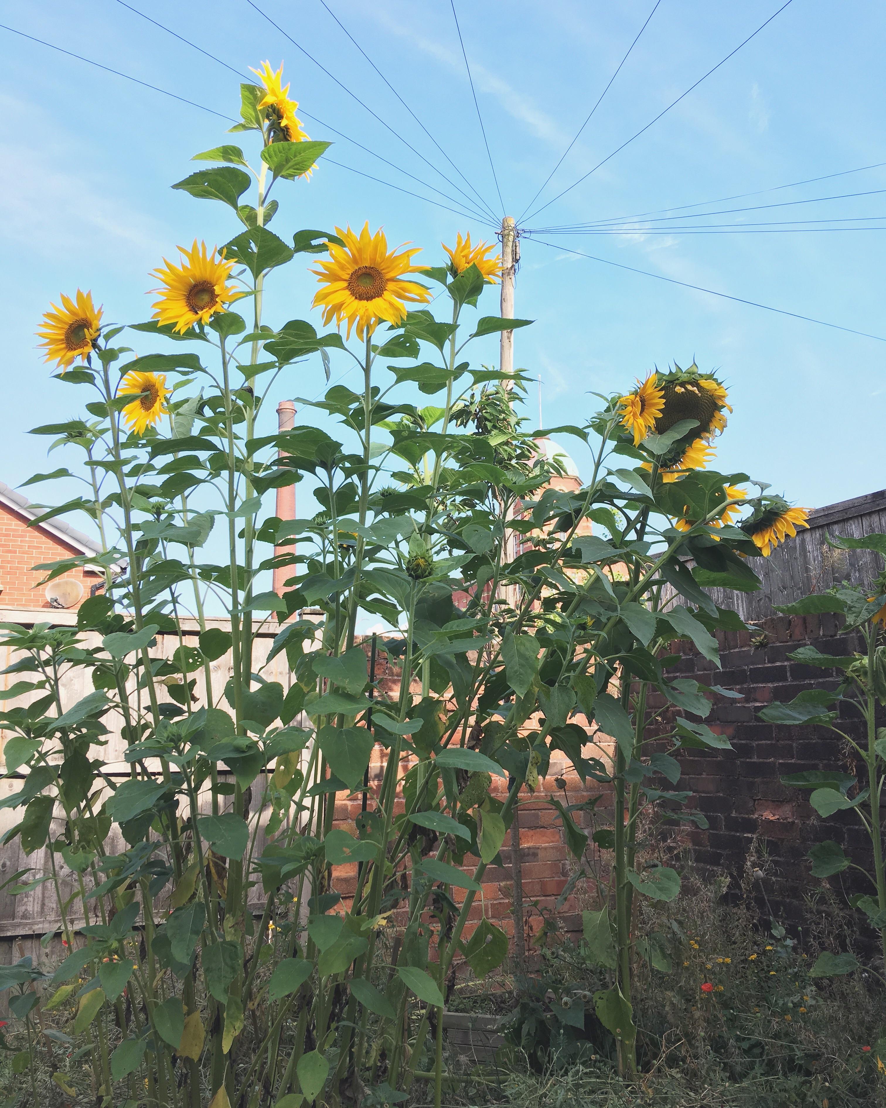 I left a sunflower head where it fell last season. Here is the jungle