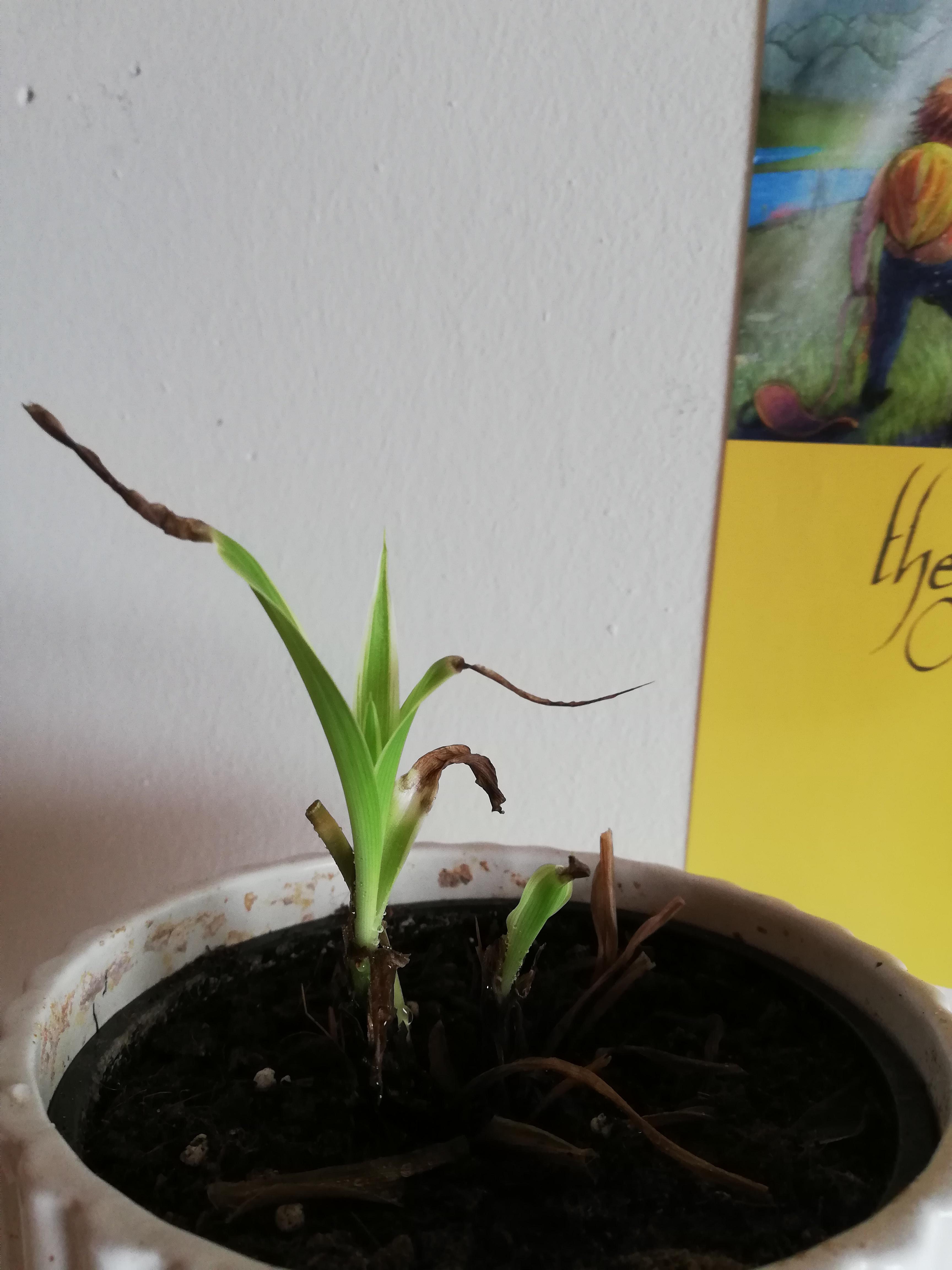 spider plant resurrected from the dead r/houseplants