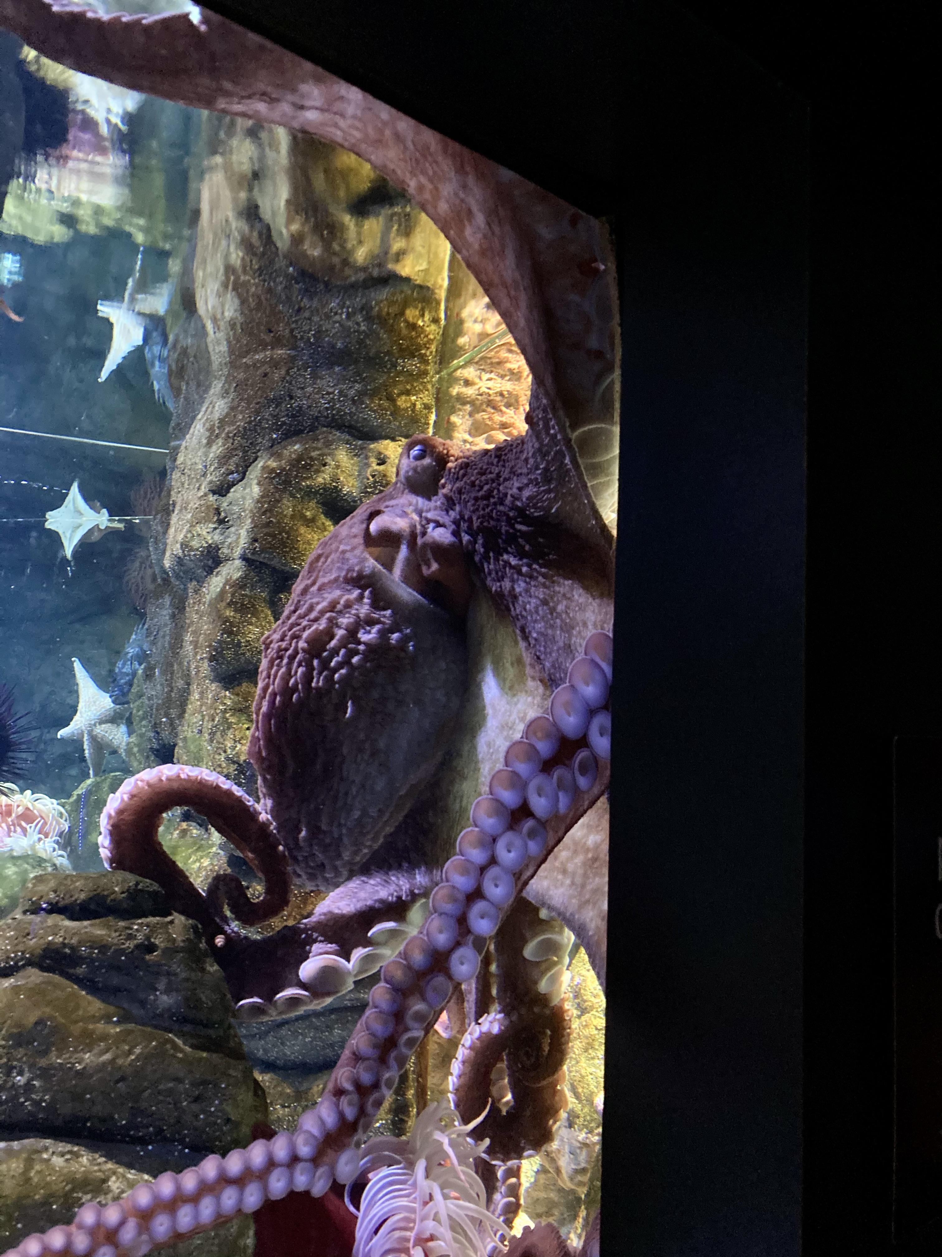 Giant pacific octopus at the New England Aquarium r/octopus