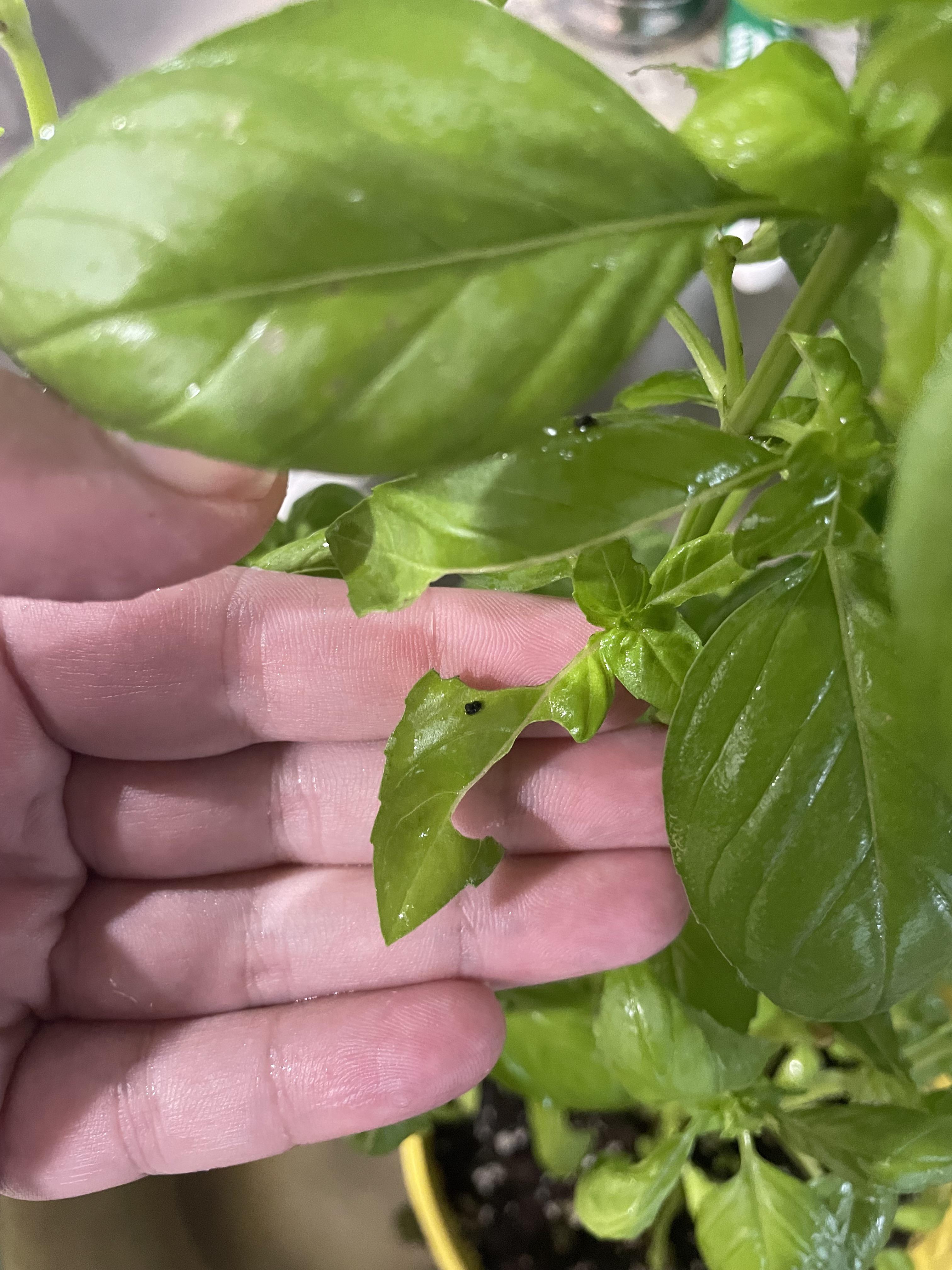 What’s eating my basil? r/plantclinic